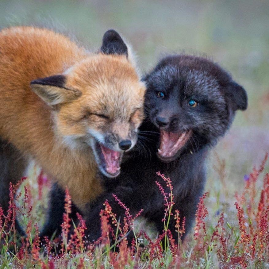 - And she is such a carr and I stole the cheese. - Yes nuuuu! - The photo, Animals, Fox