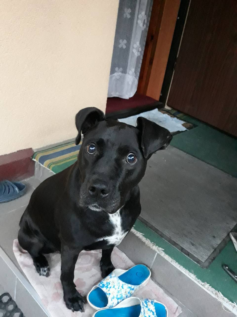 My dog ??fell ill (pit bull breed, 6 years old), her eyesight began to fall sharply, help with advice - My, , Pitbull, Longpost, Dog, Help