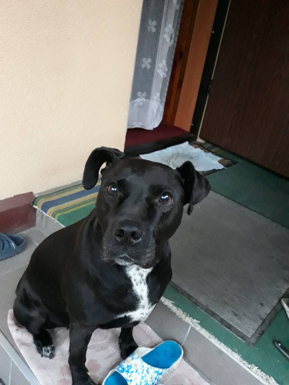 My dog ??fell ill (pit bull breed, 6 years old), her eyesight began to fall sharply, help with advice - My, , Pitbull, Longpost, Dog, Help