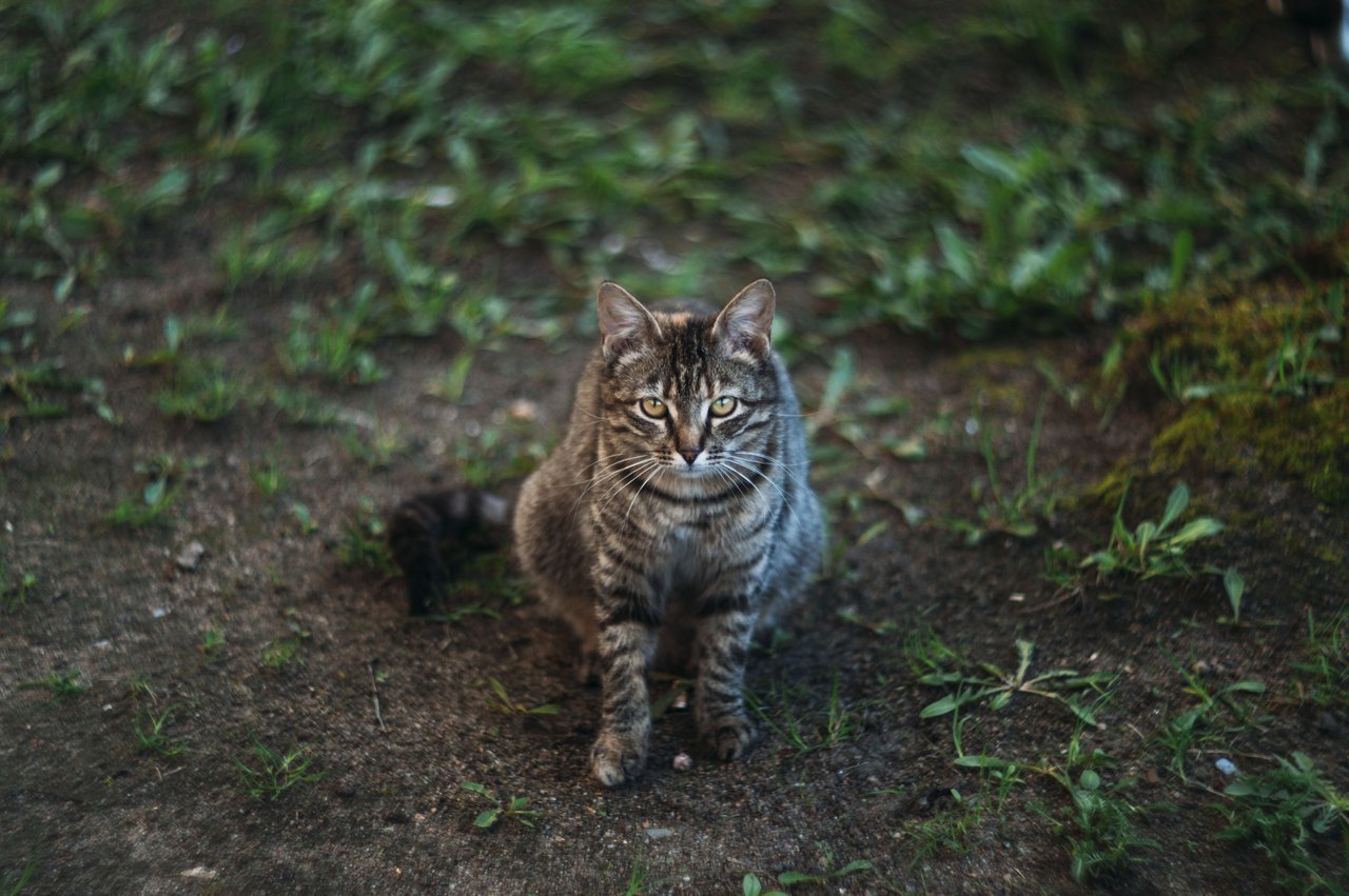 Street cat - My, cat, Animals, Catomafia, Eyes