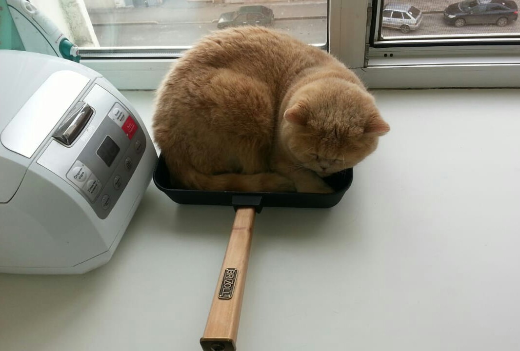 Bought a grill pan. - My, Grill, , cat, Persian cat