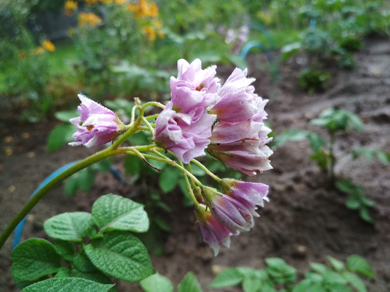 Oh, the potatoes are blooming... - My, Potato, Flowers