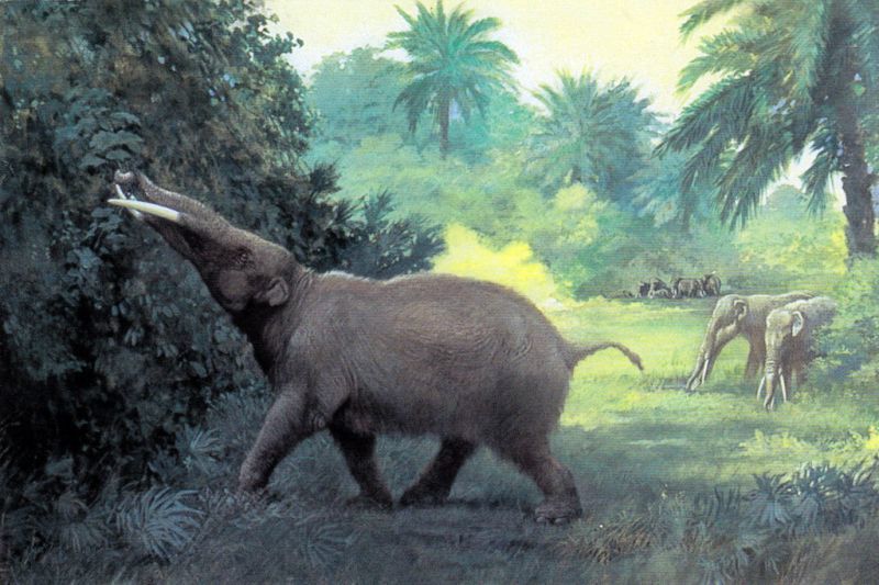 A French farmer unearthed gomphotherium on his plot, but hid it from everyone - My, Elephants, The science, Paleontology, Biology, Animals, Longpost, Fossil, 