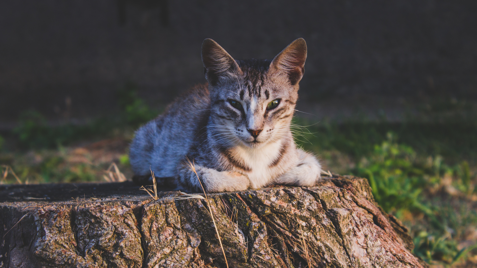 A short and fascinating journey through the Crimean Republic. - My, The photo, Canon, Crimea, Nature, Animals, The mountains, Beginning photographer, Longpost