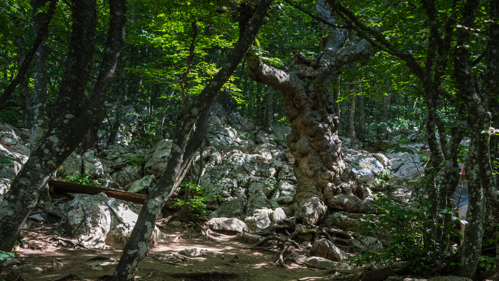 A short and fascinating journey through the Crimean Republic. - My, The photo, Canon, Crimea, Nature, Animals, The mountains, Beginning photographer, Longpost