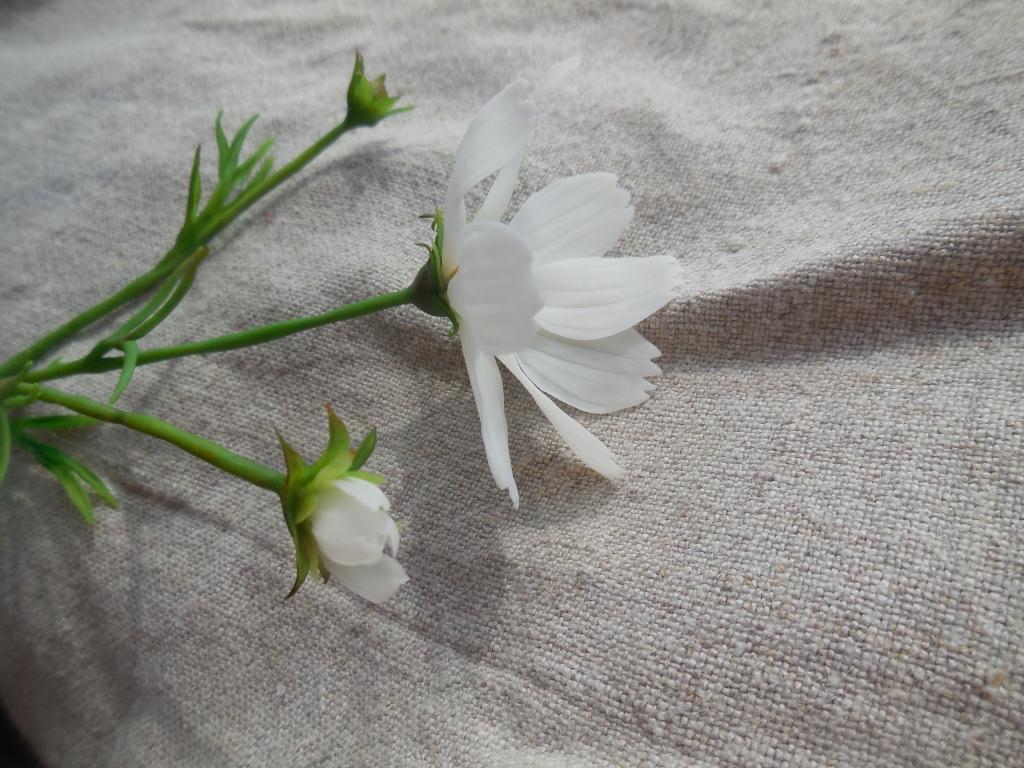 Another kosmeya, white (handmade, cold porcelain)... - My, Needlework with process, Flowers, Longpost, Cold porcelain, Cosmos