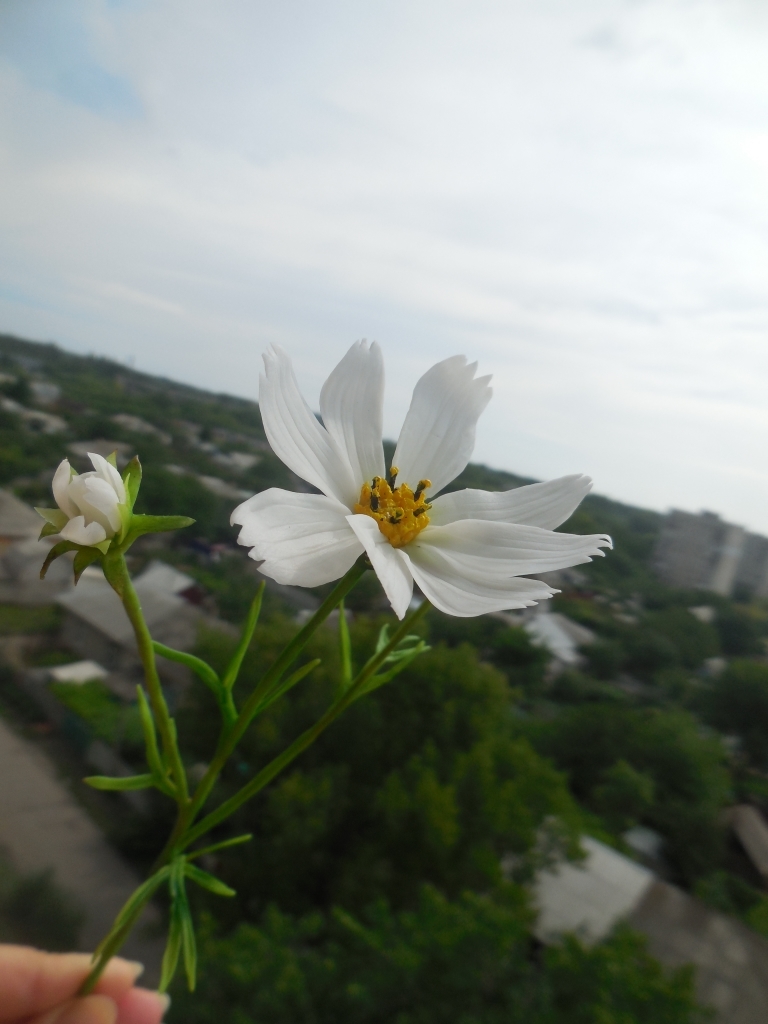 Another kosmeya, white (handmade, cold porcelain)... - My, Needlework with process, Flowers, Longpost, Cold porcelain, Cosmos