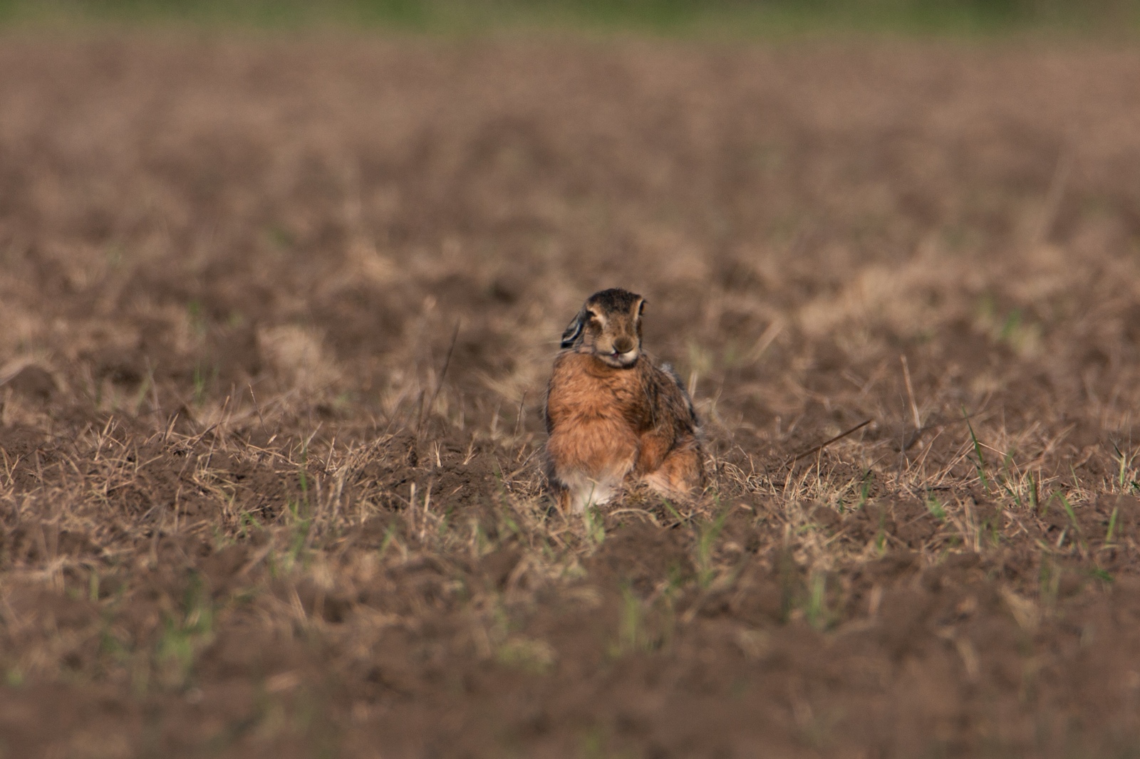 Winks - My, Hare, Nature, Animals, The photo