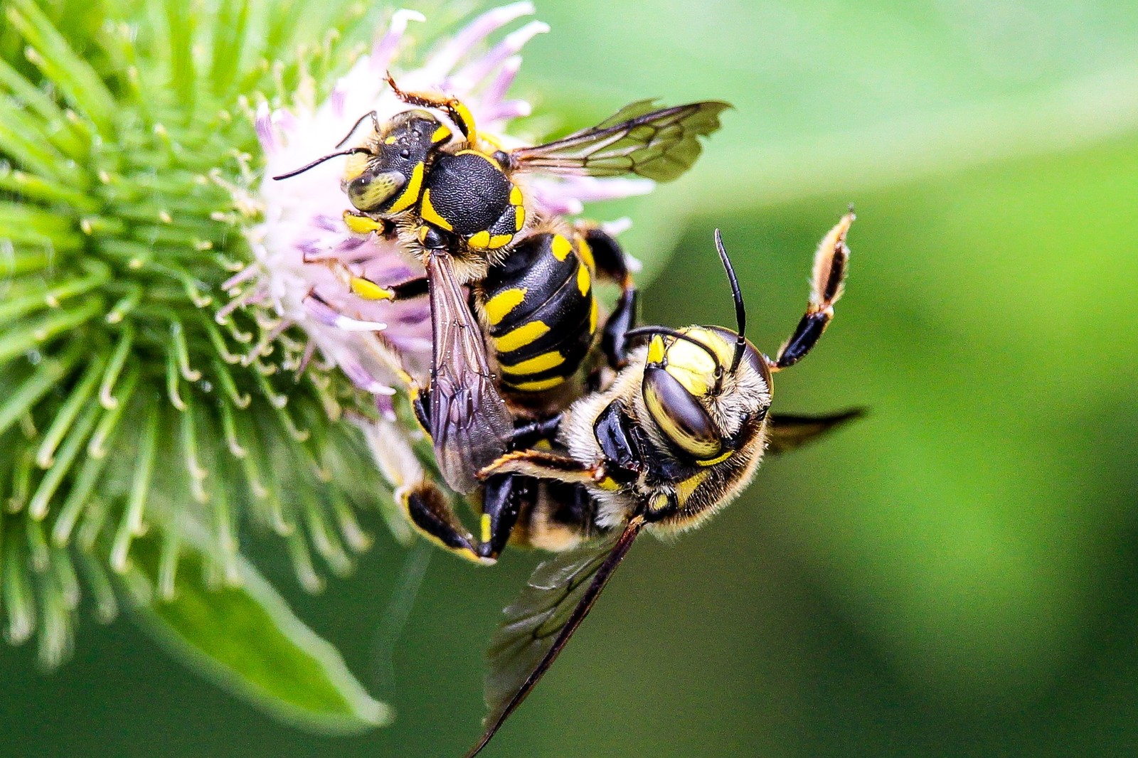 few insects - My, The photo, Thistle, Insects, Longpost