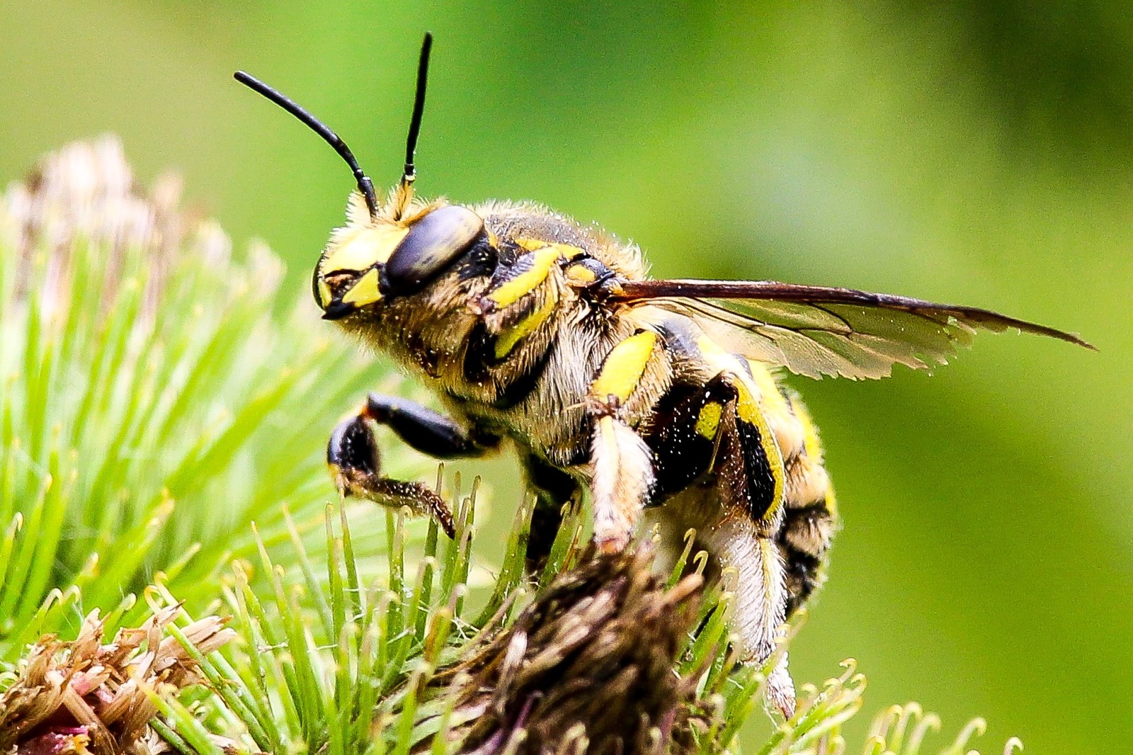 few insects - My, The photo, Thistle, Insects, Longpost