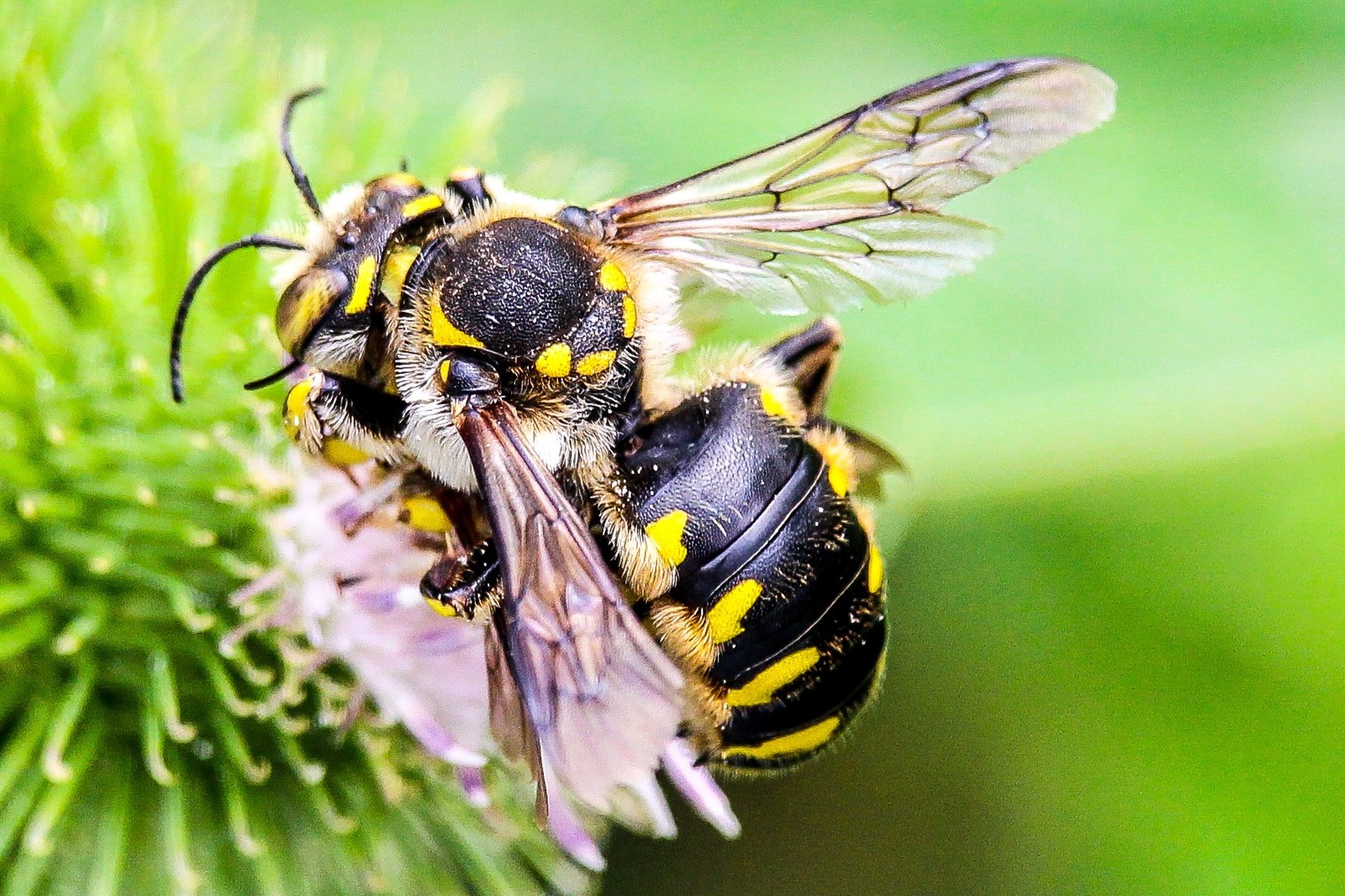 few insects - My, The photo, Thistle, Insects, Longpost