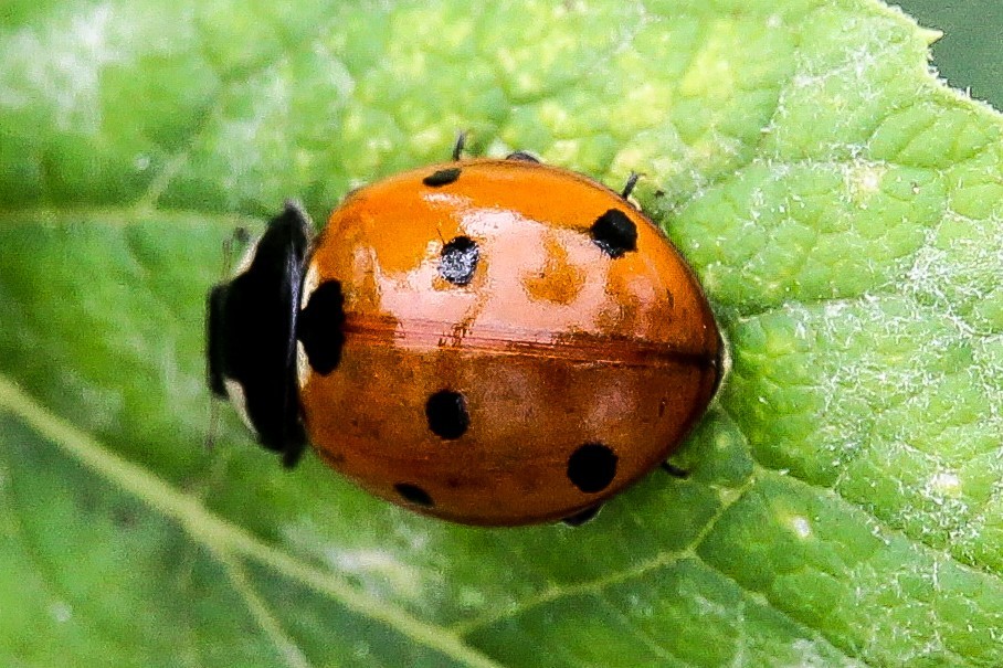 few insects - My, The photo, Thistle, Insects, Longpost