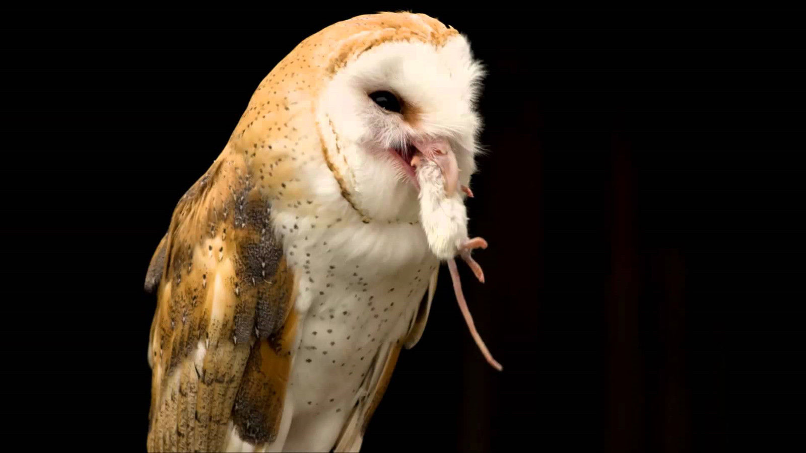 Barn owl: the cat of the future - My, Barn owl, Birds, Animals, Wild animals, Animal book, Humor, Nature, Longpost