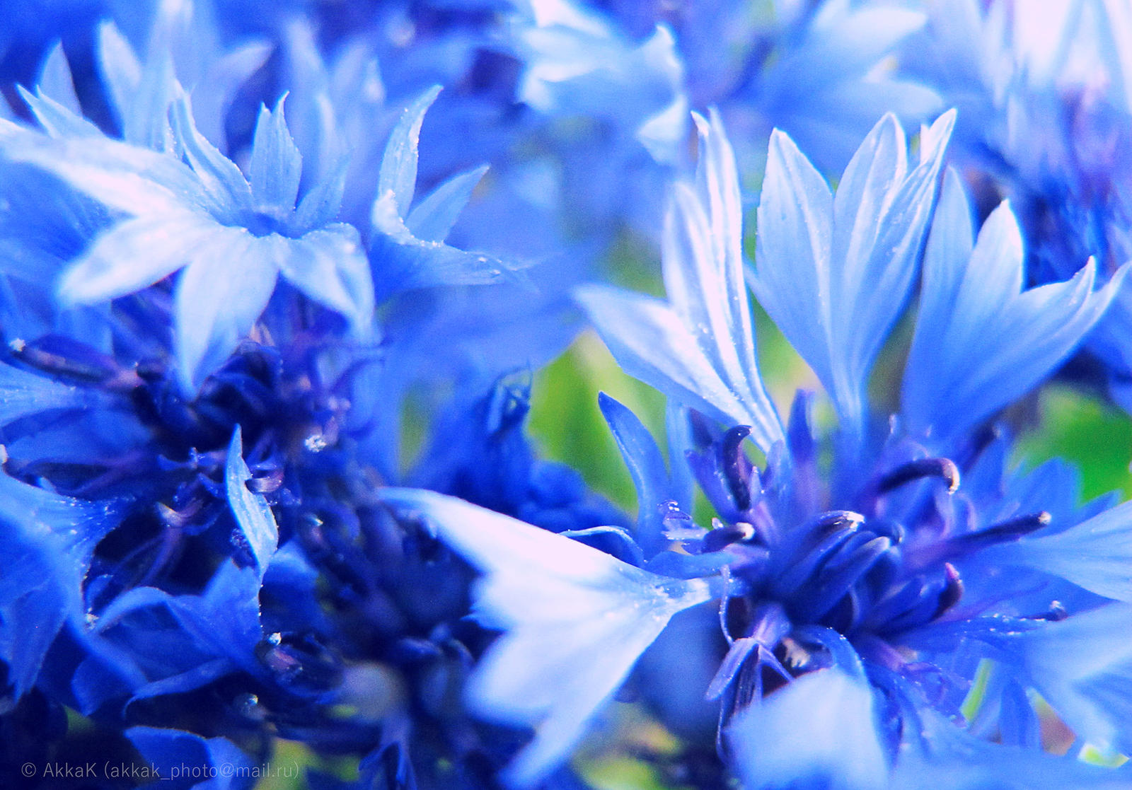 buttercup flowers - My, The photo, Cornflowers, , Flowers, beauty, Blue, Plants, Macro, Macro photography