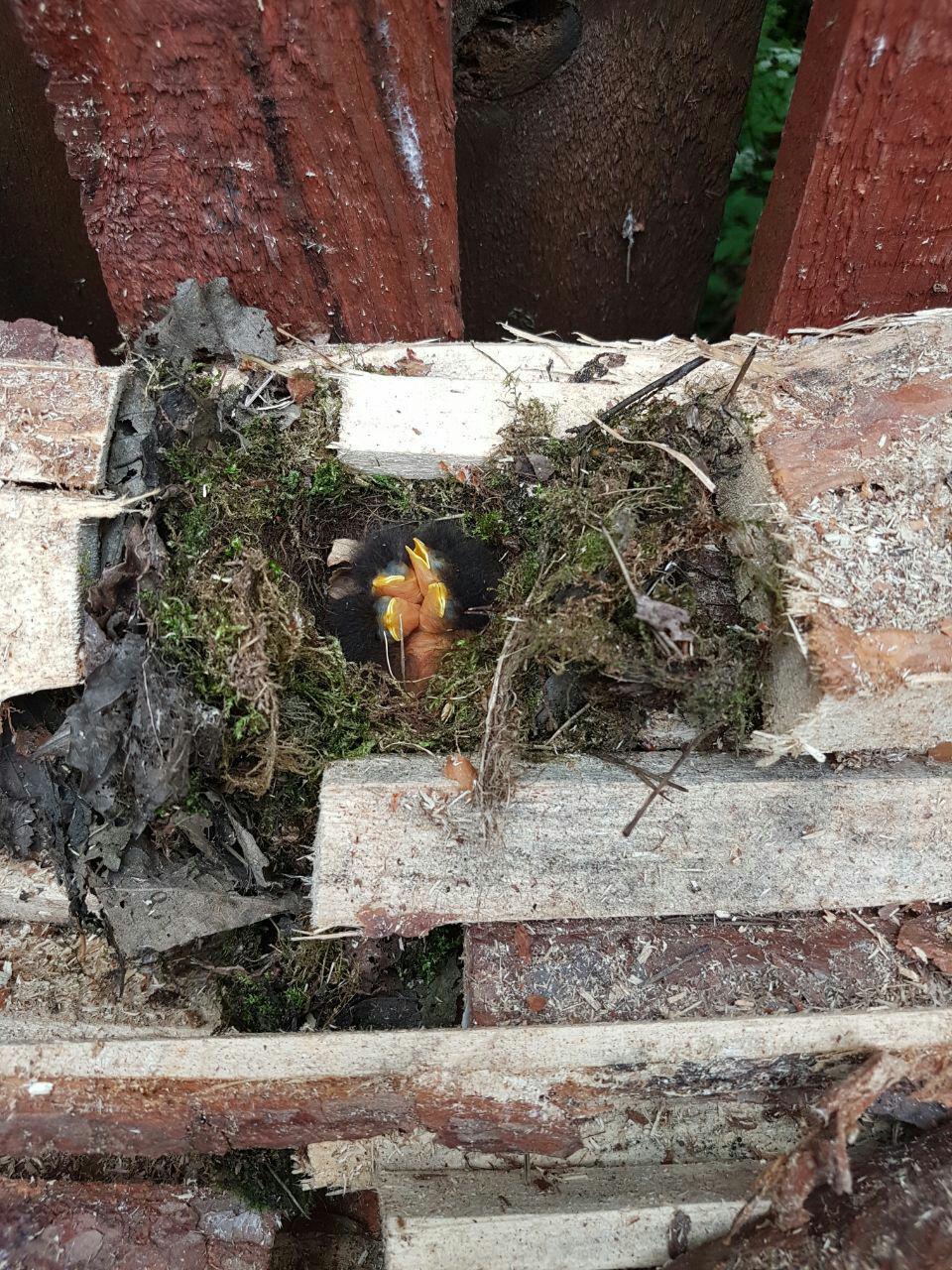 Help identifying chicks - My, Birds, Bird watchers, Help