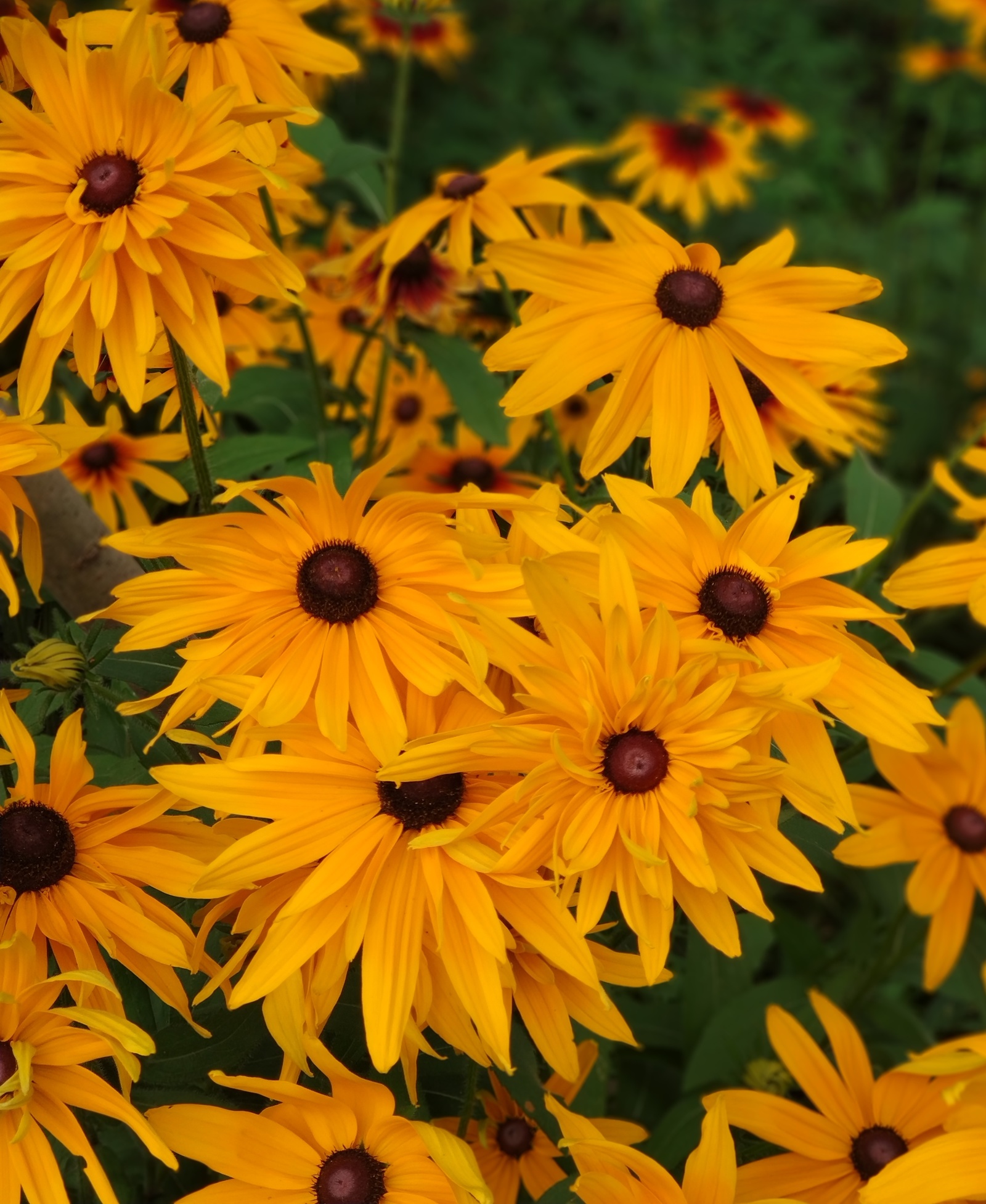 Metamorphoses of Rudbeckia. - My, Flowers, Rudbeckia, Longpost