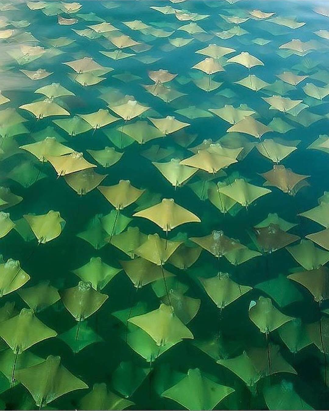 Mass migration - Ocean, wildlife, Stingray