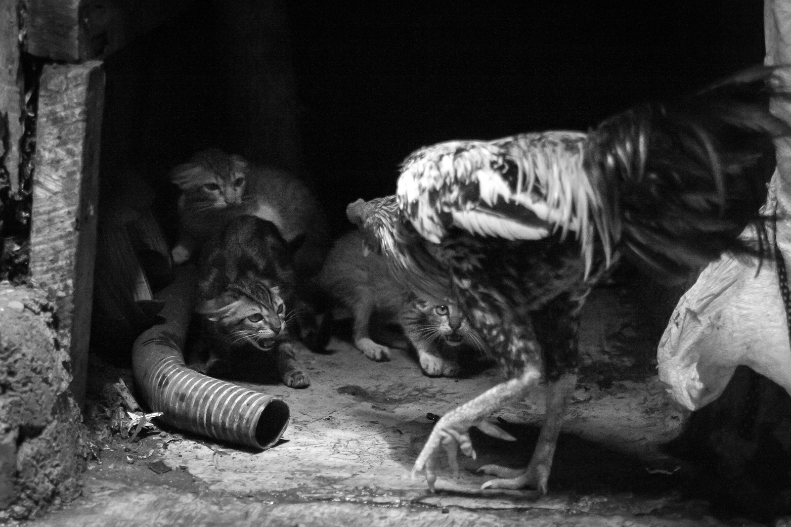 Before the battle - My, The photo, Kittens, Black and white photo, India, cat