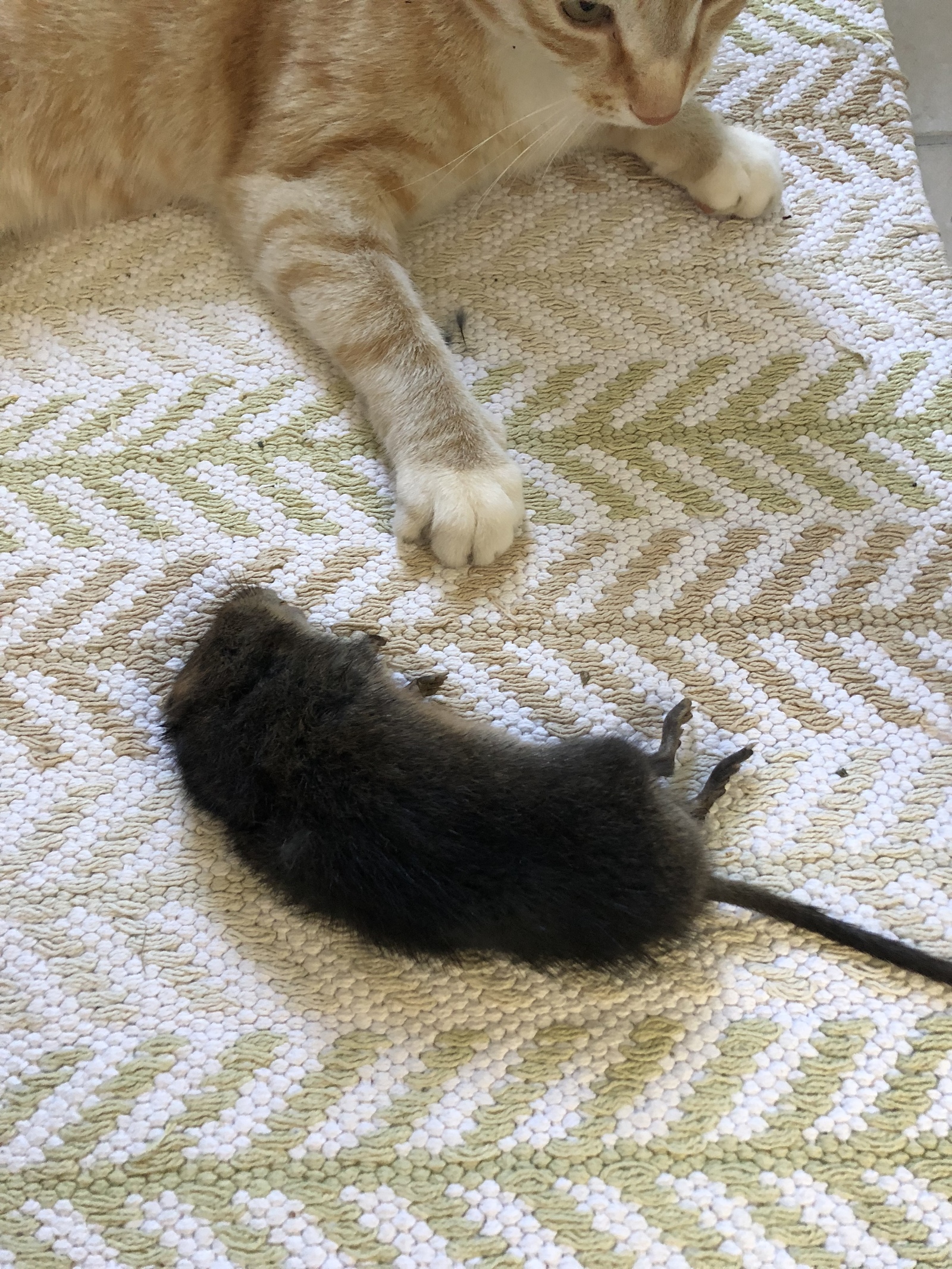 The cat brought the mouse - My, cat, Miner, Mouse, Longpost