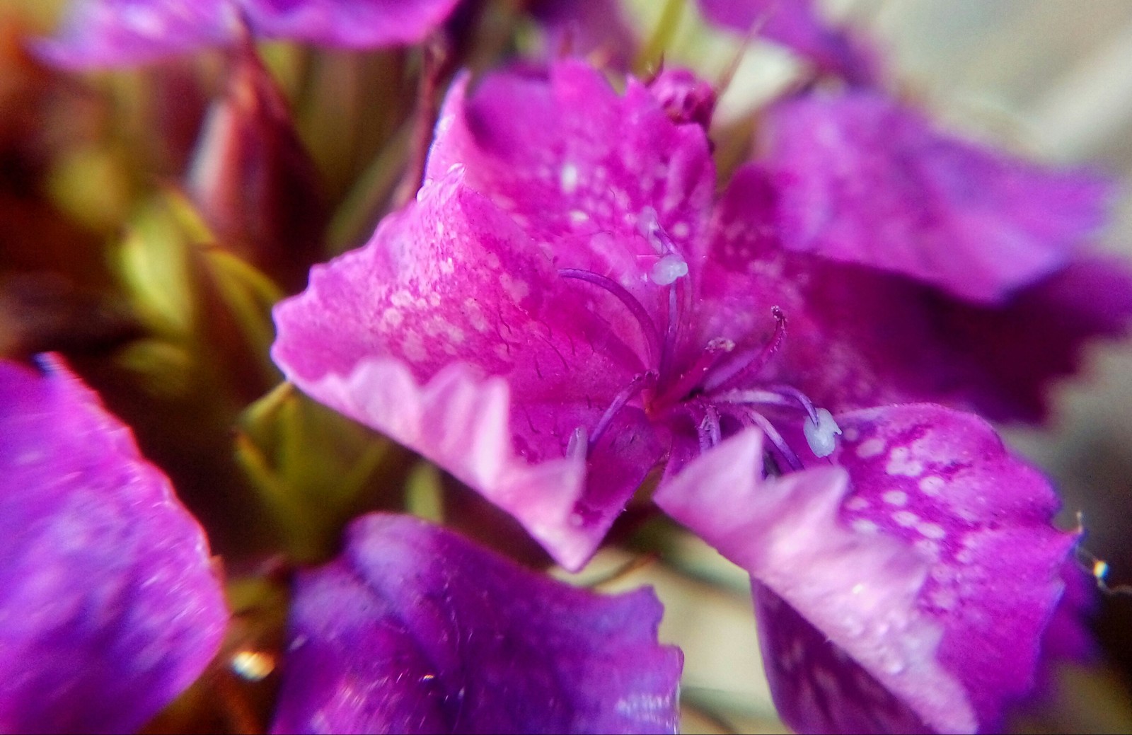 Macro post - My, The photo, Flowers, Berries, Longpost, Strawberry