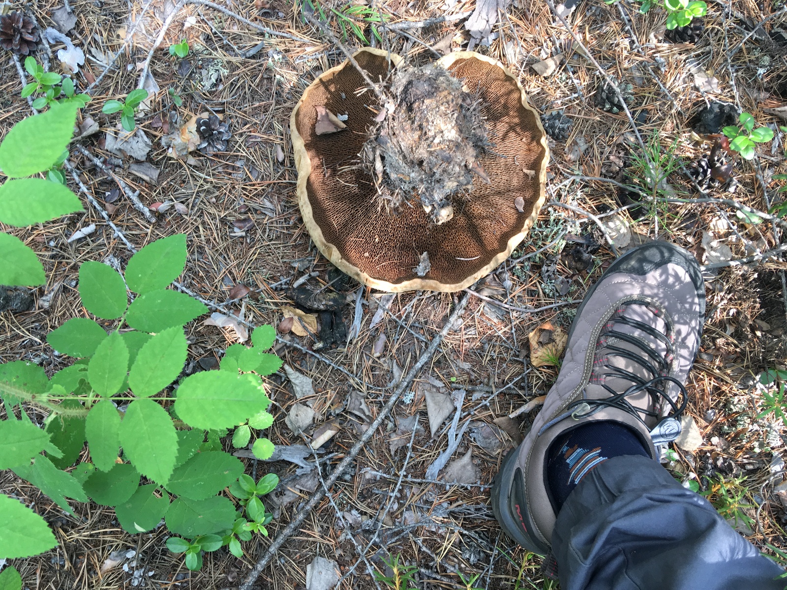 Skalniki and nature of the Olkhinsky plateau (Irkutsk region) - My, Olkhinskoe Plateau, Skalniki, Tourism, Tracking, Siberia, Longpost