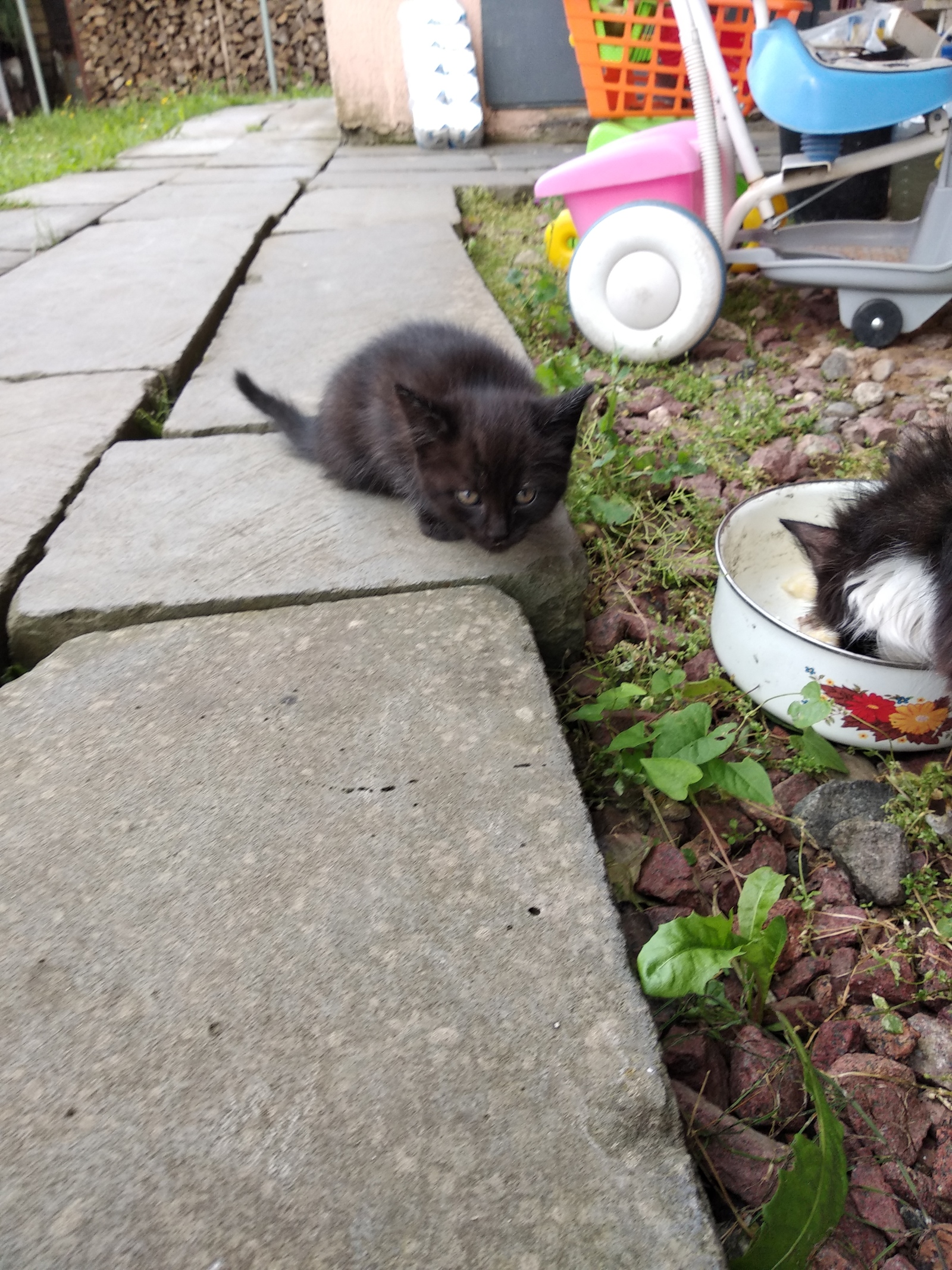 Kittens as a gift, Vitebsk. Boy and girl. - My, Kittens, Vitebsk, Longpost, cat, In good hands