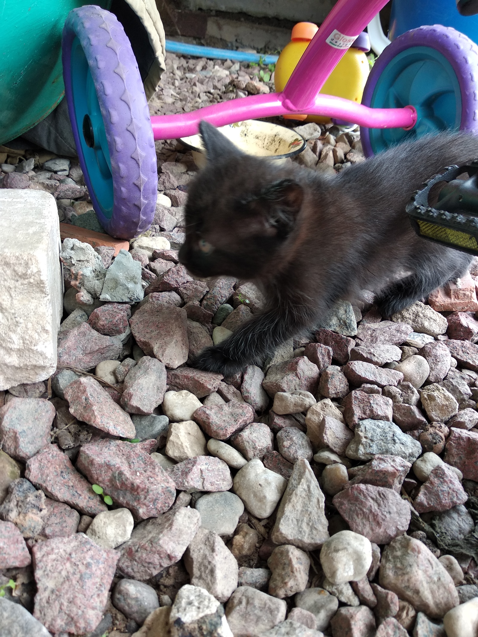 Kittens as a gift, Vitebsk. Boy and girl. - My, Kittens, Vitebsk, Longpost, cat, In good hands