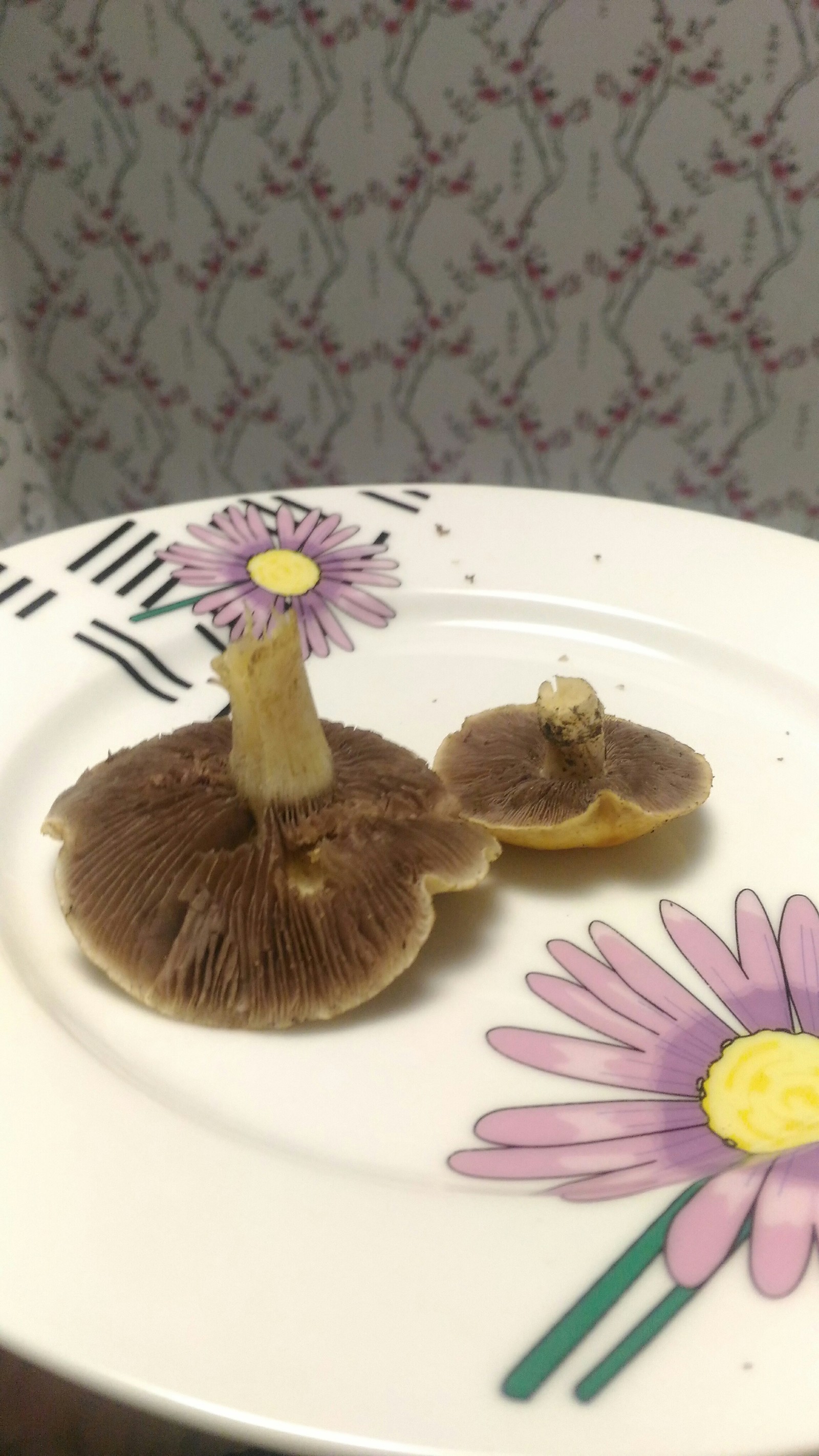 Help identifying mushrooms - My, Mushrooms, My, Help, Longpost