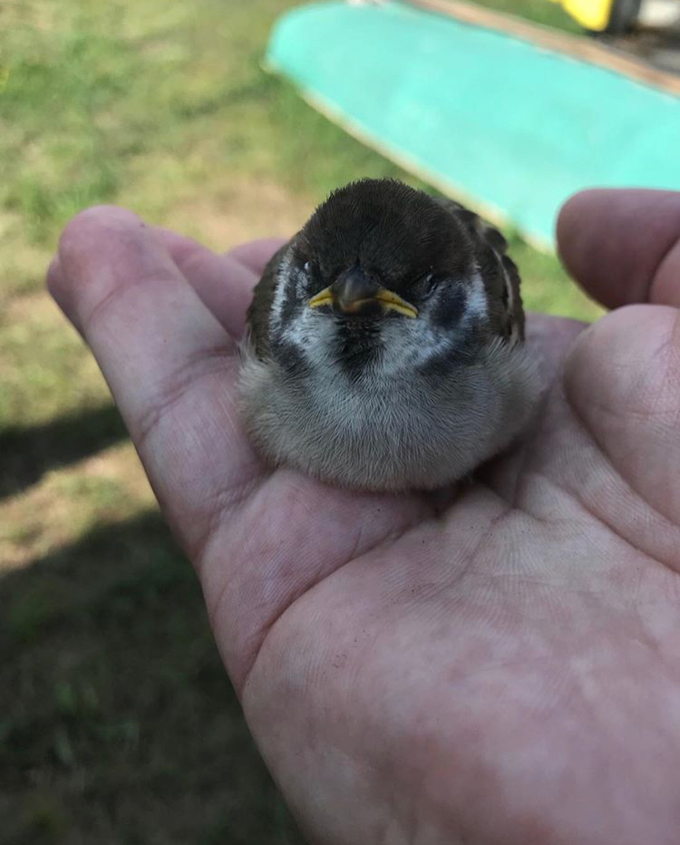 sad sparrow - Sparrow, Sadness, The photo, Birds