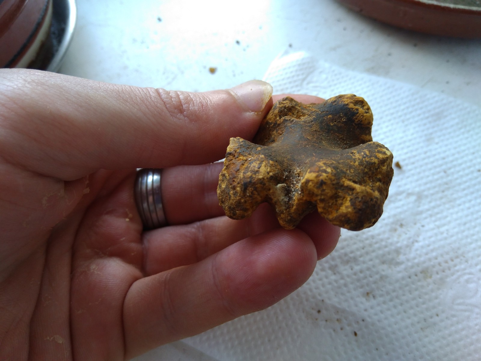 Help identify. - My, Paleontology, Bones, Find, Fossils, Longpost