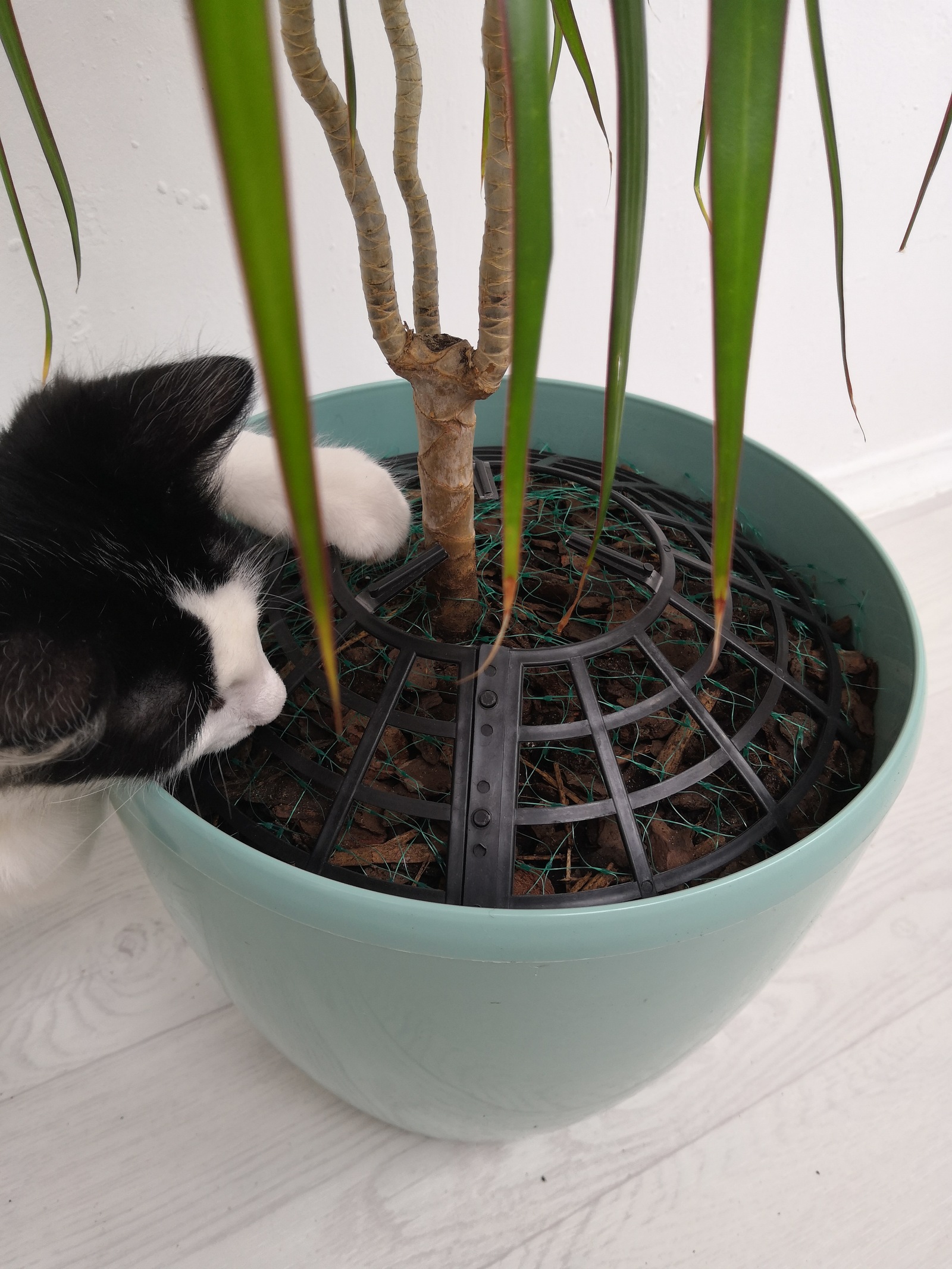 Как защитить комнатные растения от котиков | Пикабу