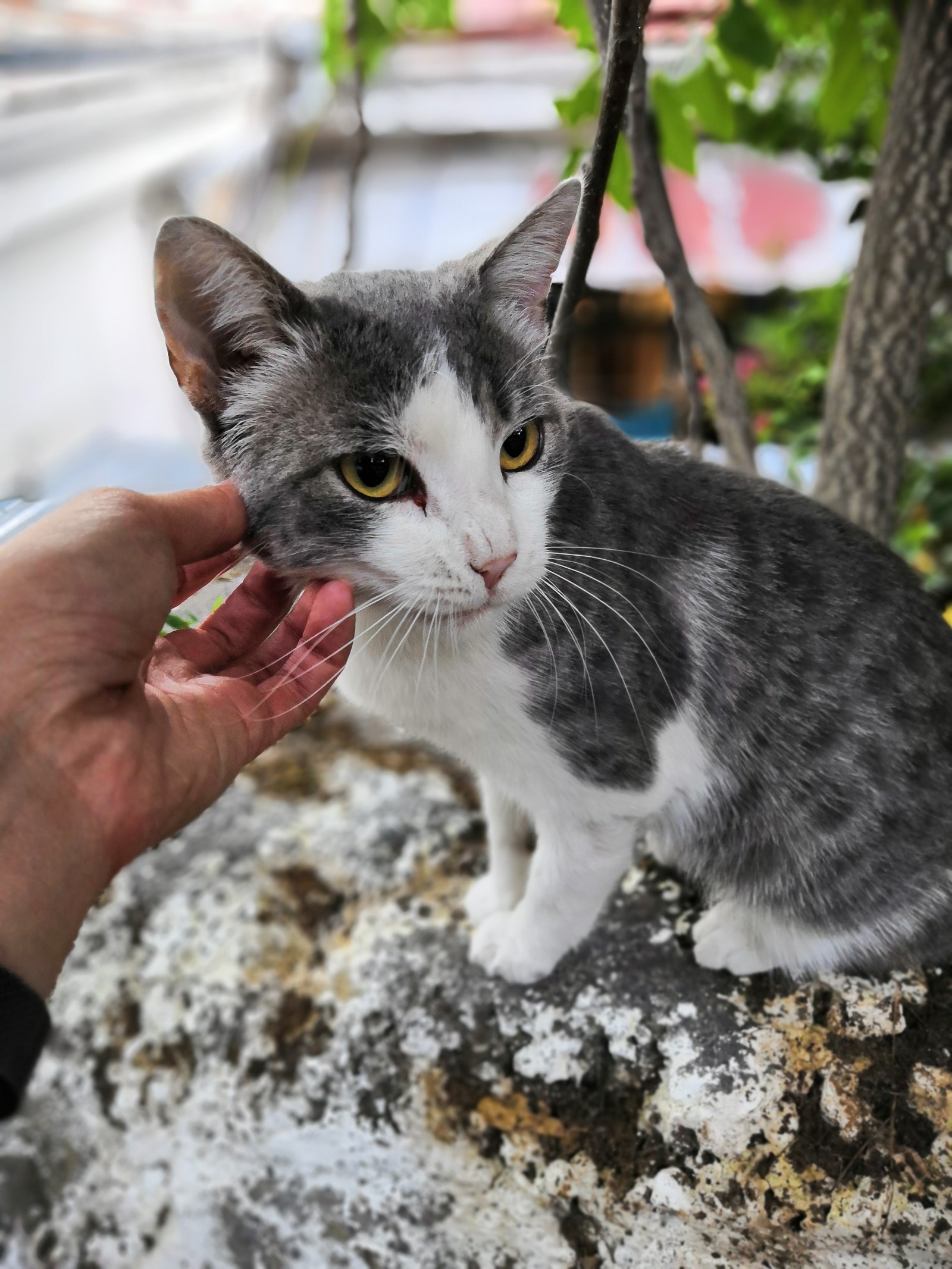 Crimean cats - My, Crimea, cat, Kindness, Longpost