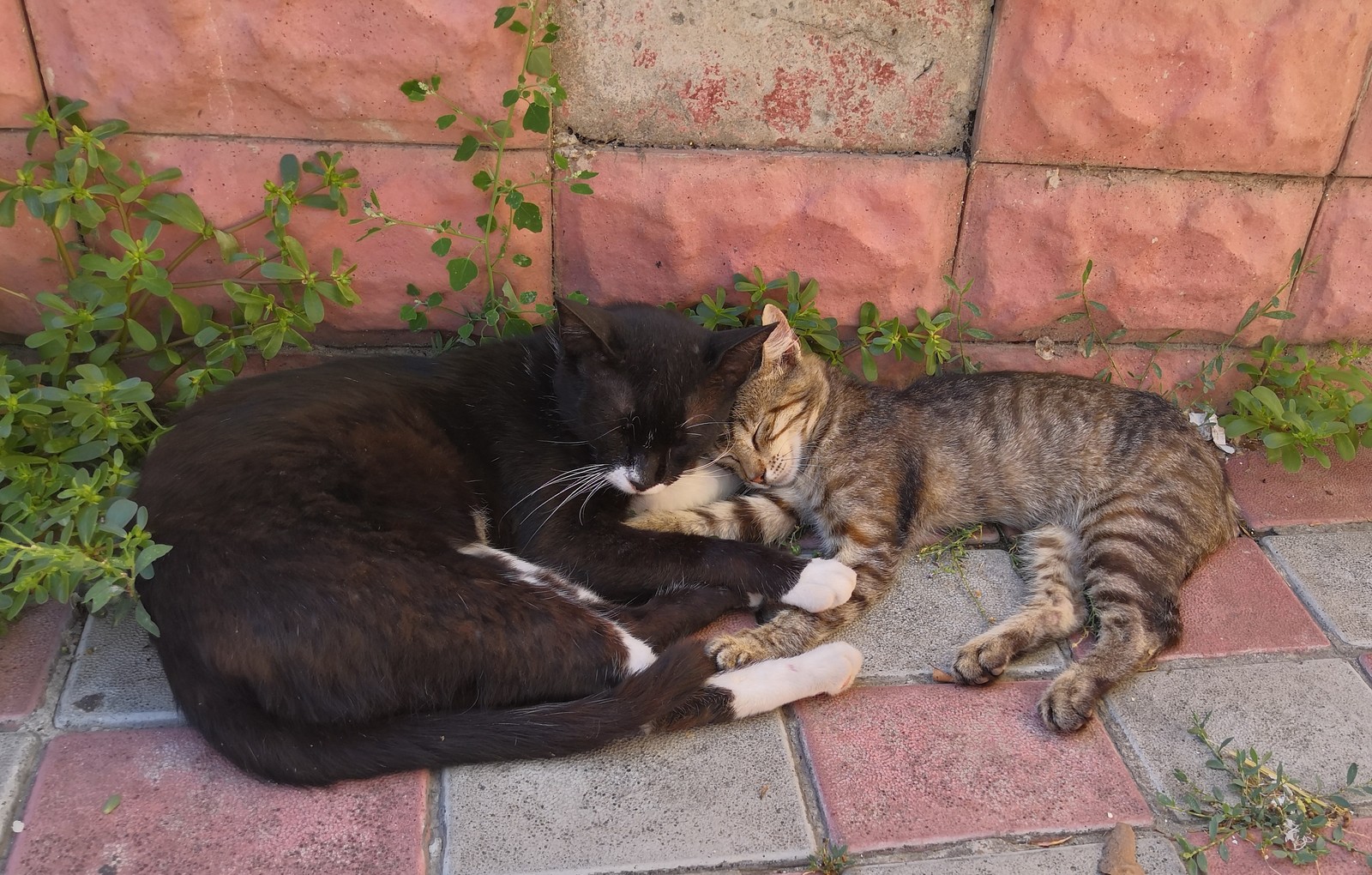 Crimean cats - My, Crimea, cat, Kindness, Longpost