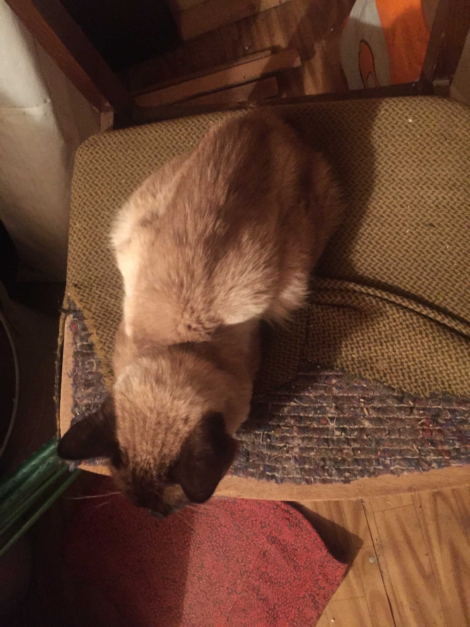 cat - My, cat, Siamese cat, Longpost, Balashikha, Found a cat, Help, Question, No rating, Lost