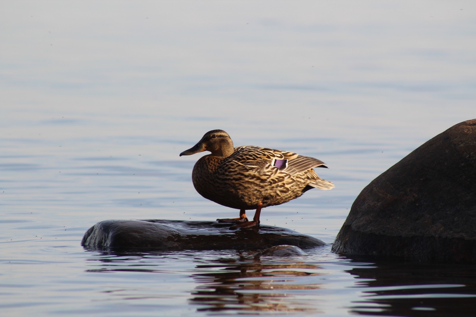 Novice Amateur #6 - My, wildlife, Duck, Canon