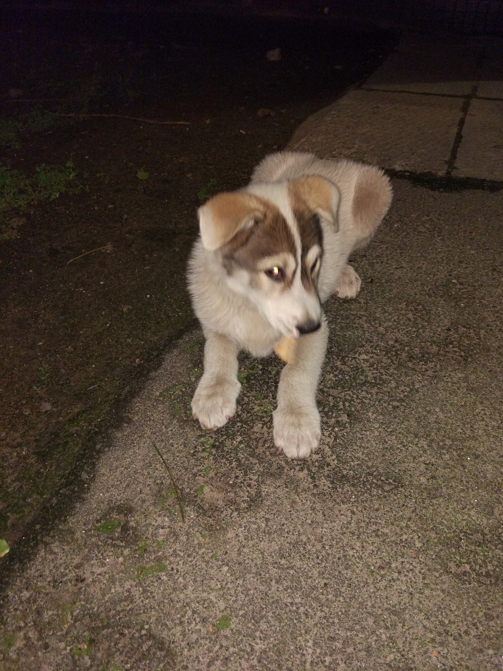 Found a puppy - Found a dog, Dog, Saint Petersburg, In good hands, Help, No rating, Lost, Longpost, Helping animals