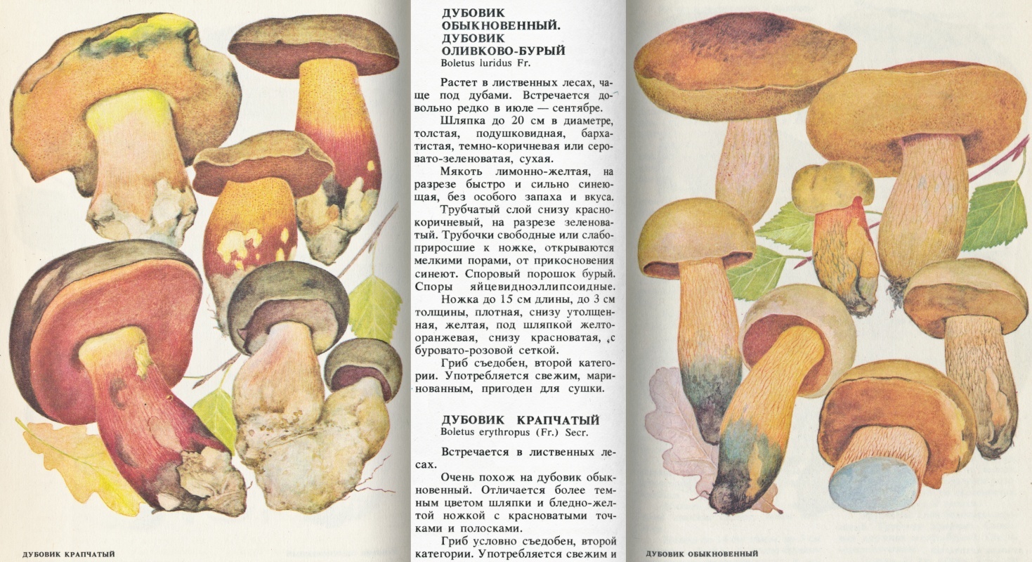 Идентификация грибов