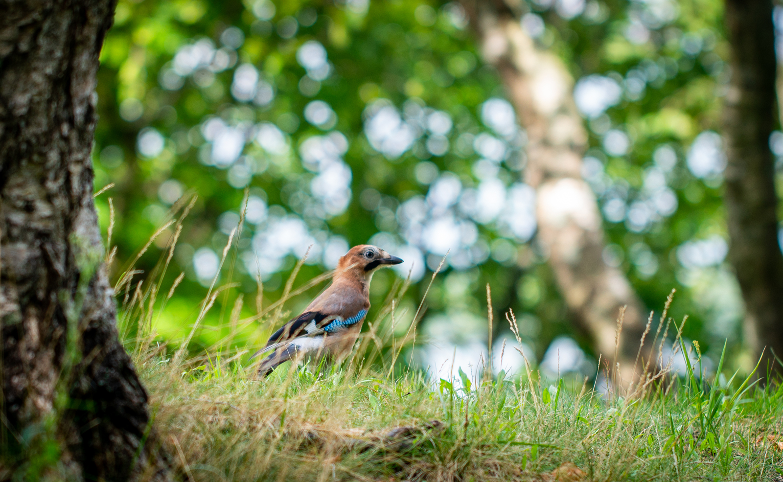 Jay noticed that I was filming her - My, Jay, Sestroretsk, Sestroretsk swamp, Sestroretsky spill, Birds, Canon 100mm macro