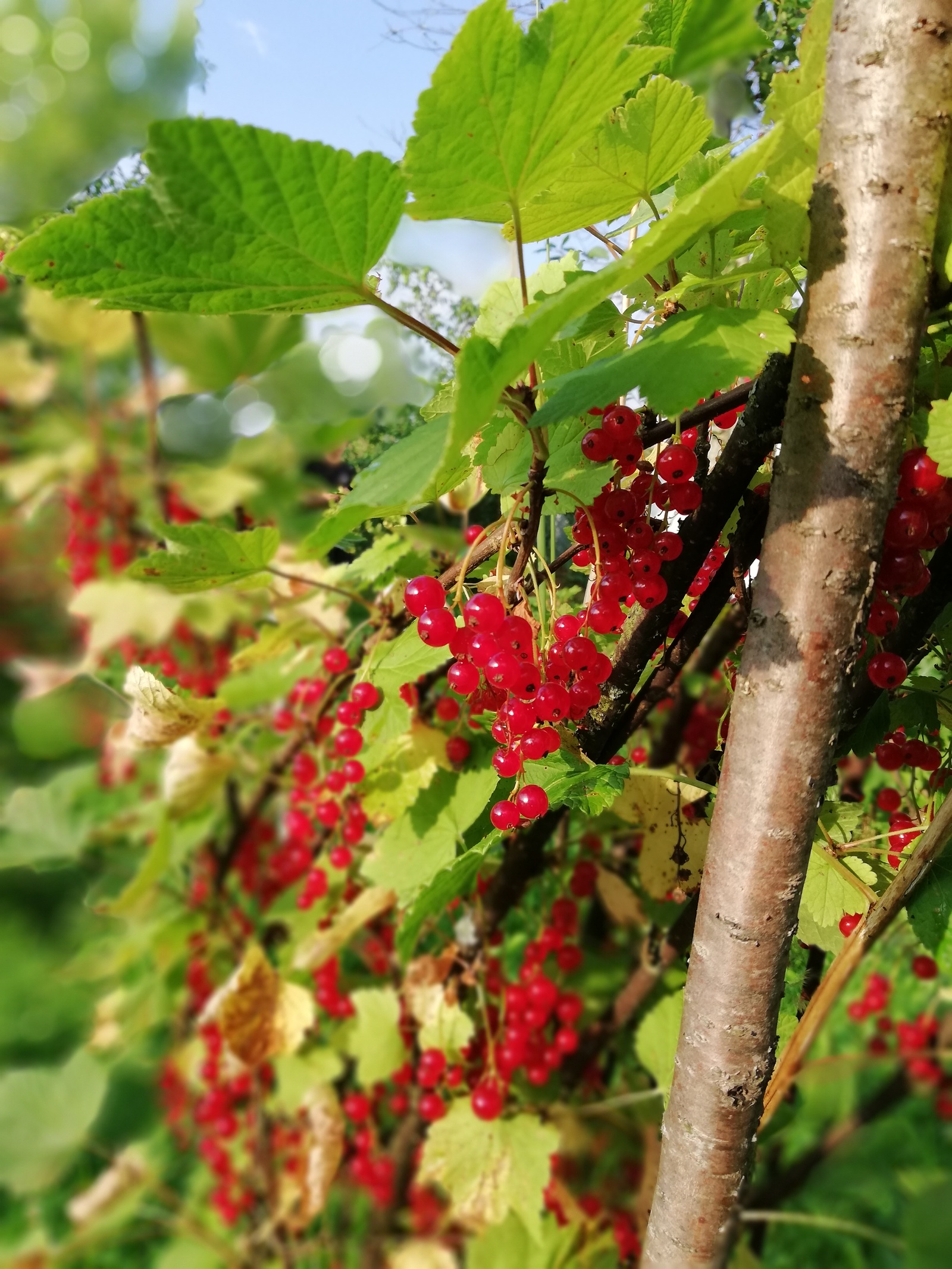 Well in the village in summer - My, The photo, Currant, Dacha, Summer, Vitamins, Longpost