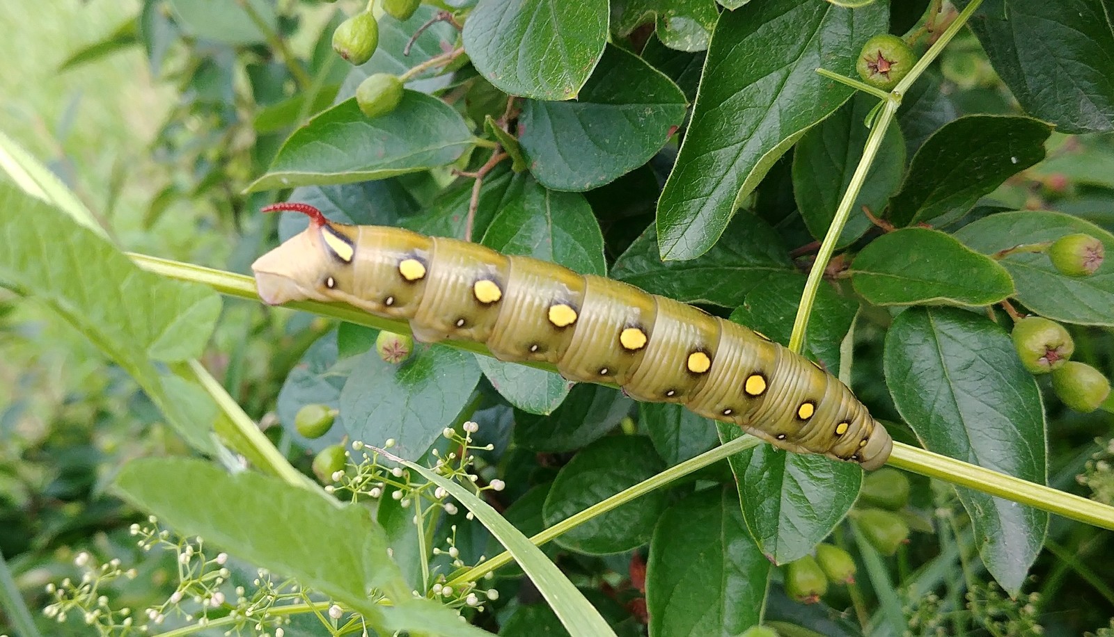 A caterpillar with a red horn? - My, Caterpillar, Insects