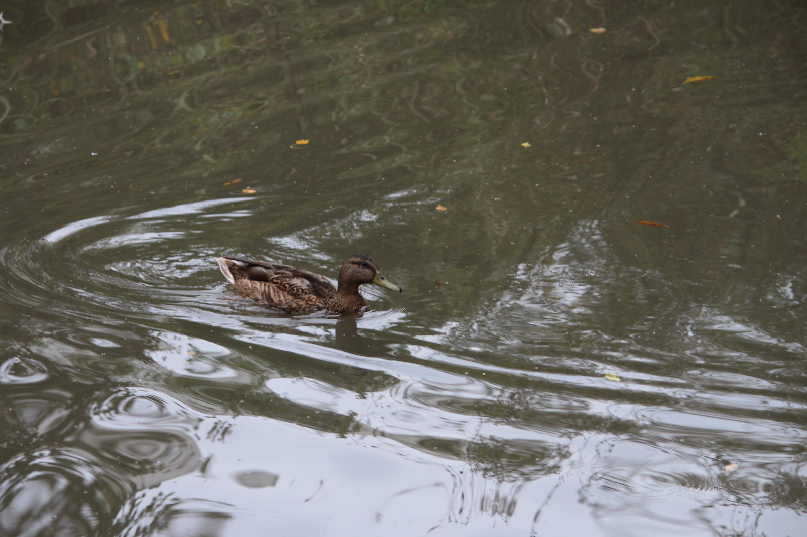 Past infatuation - My, Beginning photographer, The photo, Canon 650d, Animals, Longpost