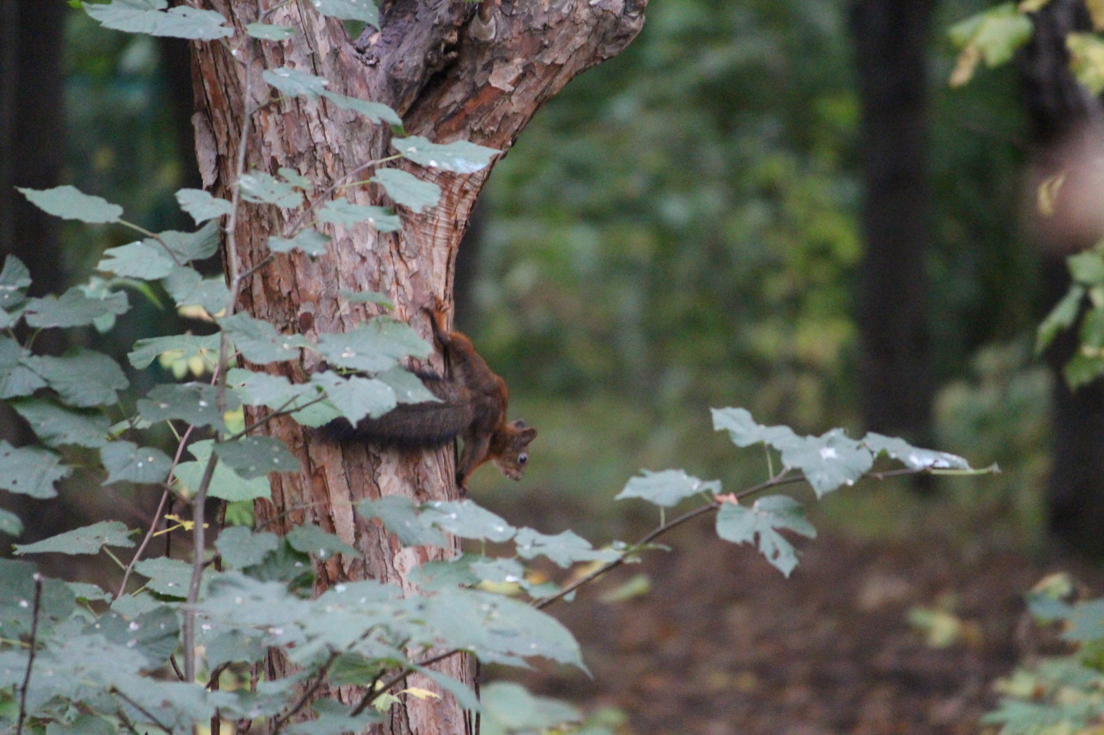 Past infatuation - My, Beginning photographer, The photo, Canon 650d, Animals, Longpost