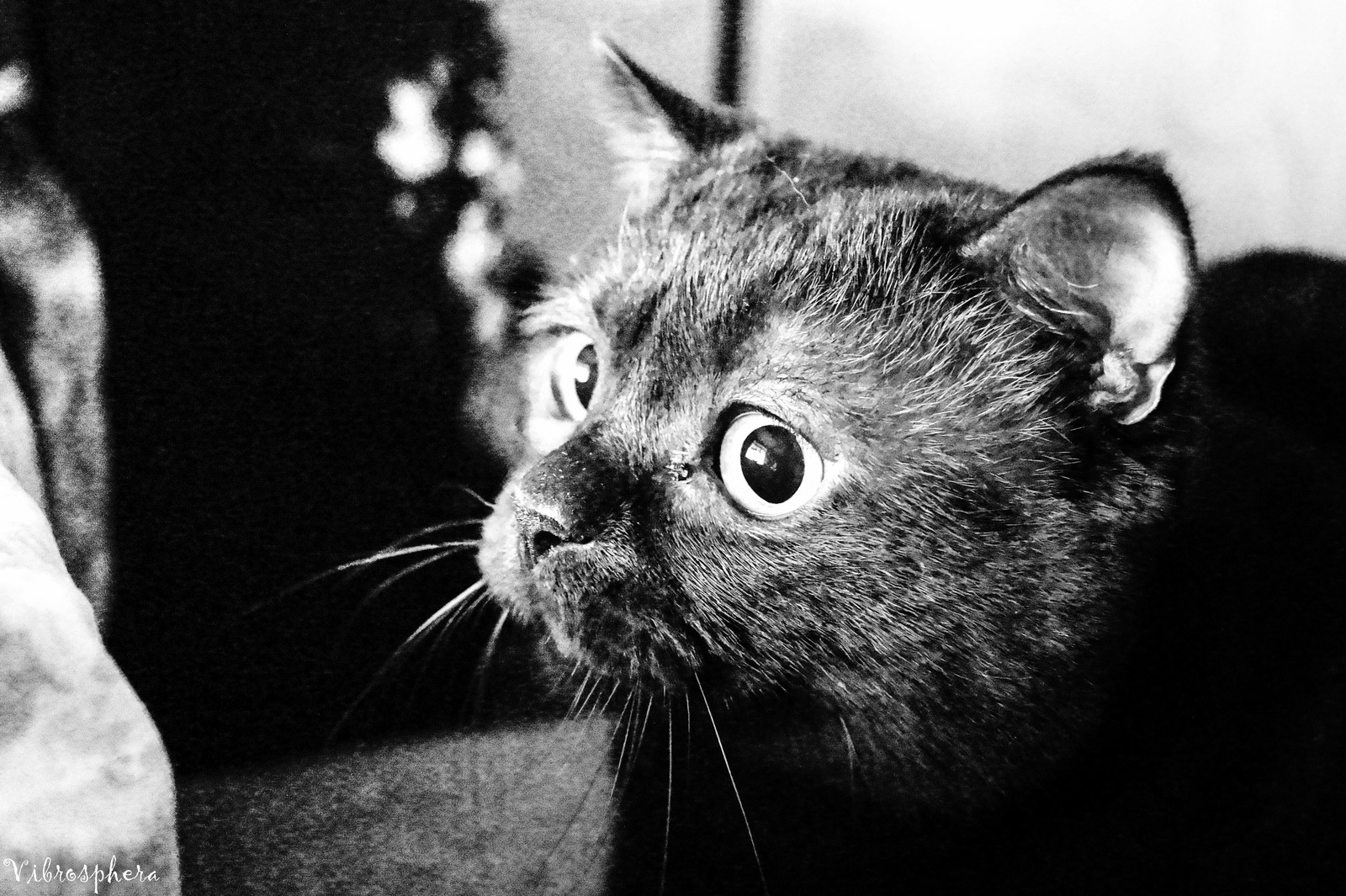 Shaman - My, Catomafia, Shaman, cat, Black and white photo, The photo, Longpost, Shamans