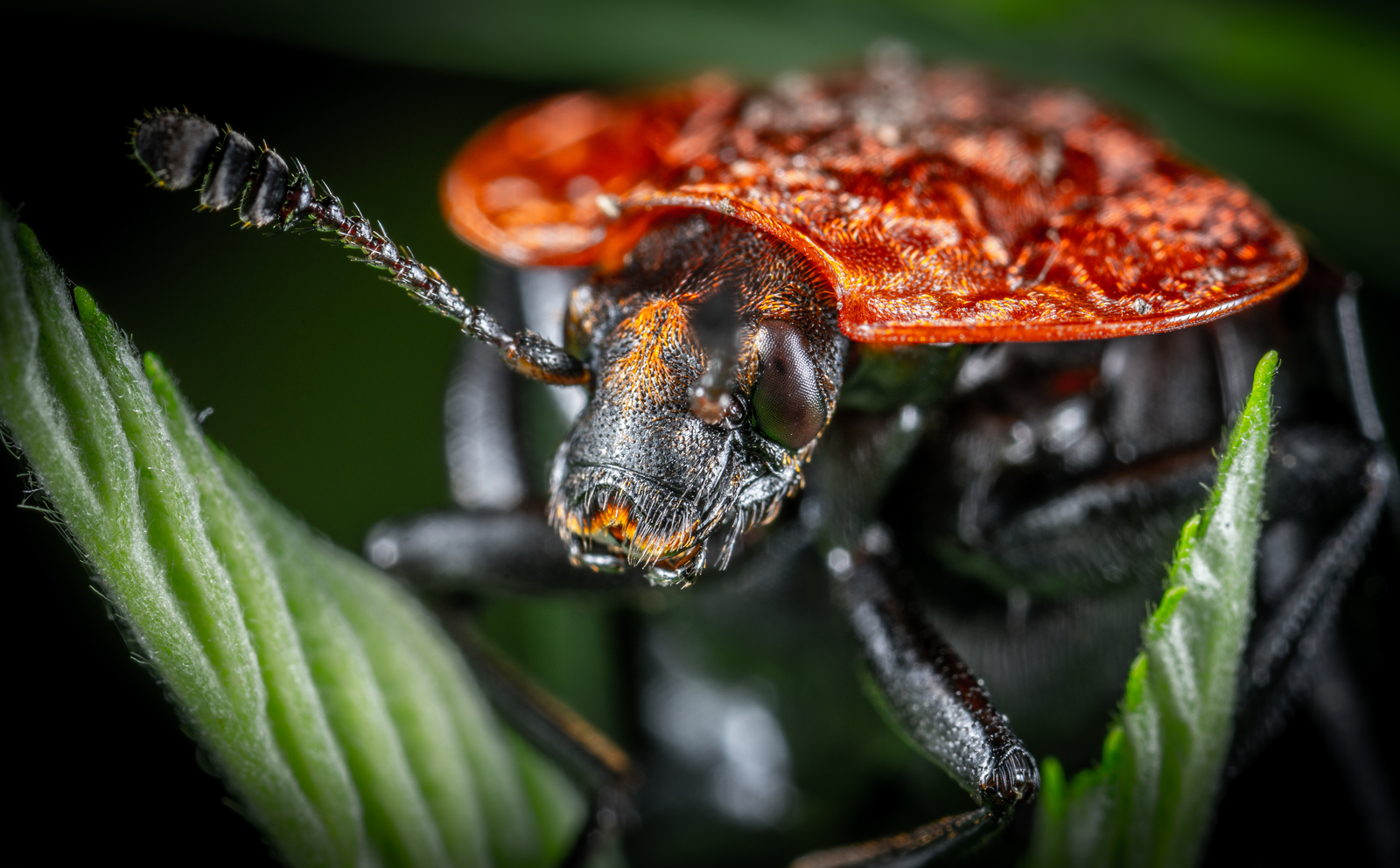 Red-breasted dead eater - My, Жуки, , Insects, , , Mp-e 65 mm, Macrohunt, Macro, Macro photography