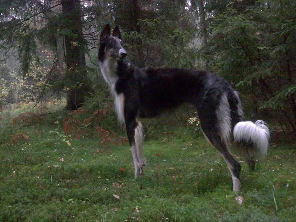 Book of Animals: Russian Borzoi - My, Dog, Russian Greyhound, Pets, Zoology, Humor, Nature, Animal book, Longpost