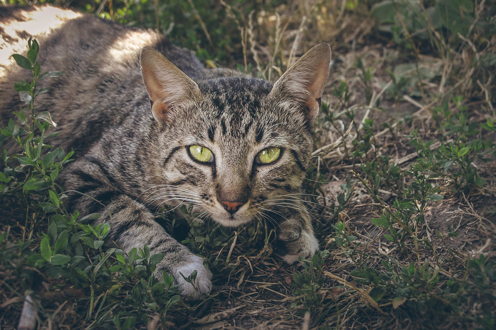 Тигр - Моё, Начинающий фотограф, Кот, Животные, Взгляд, Глаза, Милота, Лето, Не тигр