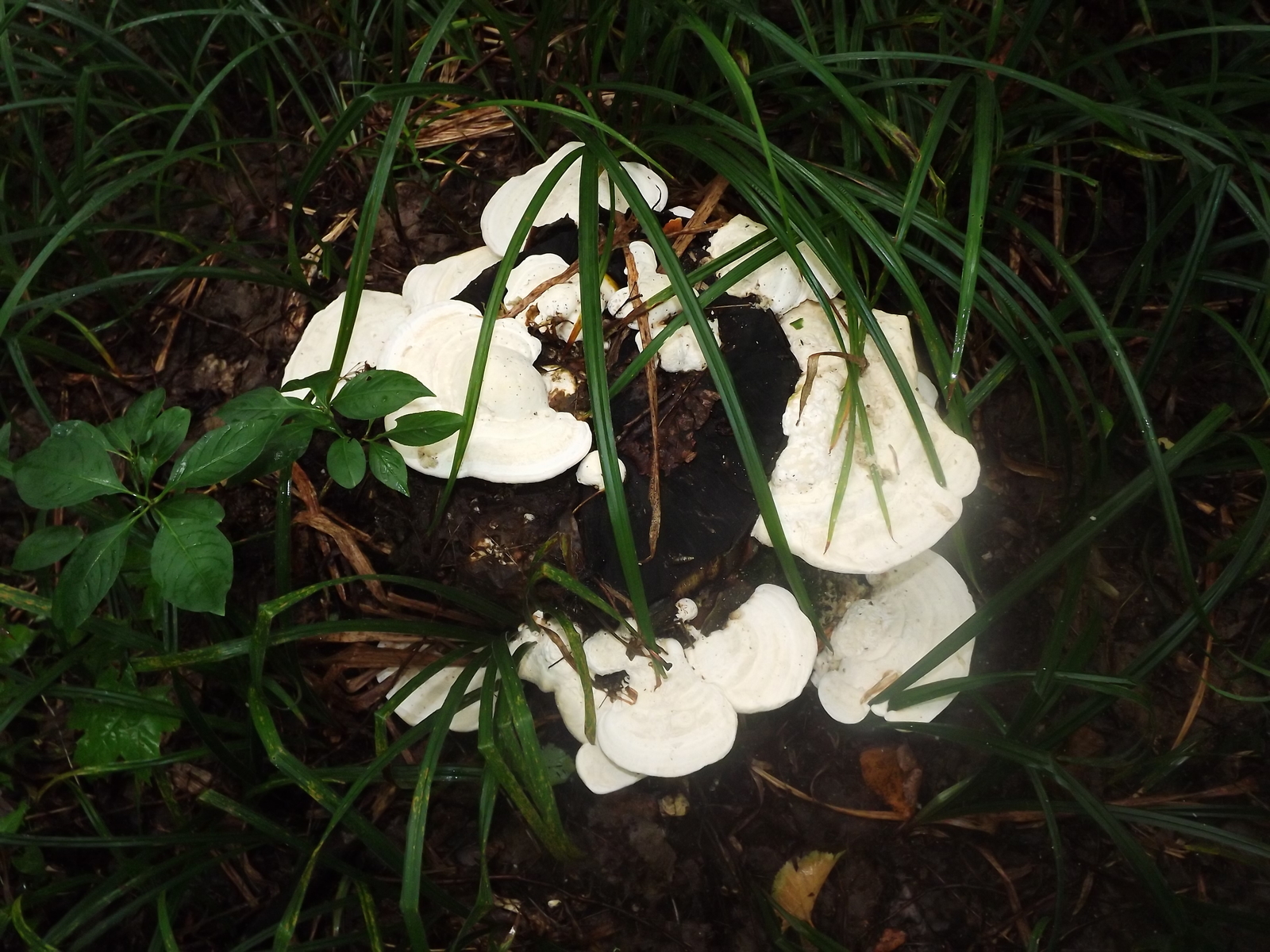 Entertaining mushrooms - My, Mushrooms, The photo, Forest, Porcini, Longpost