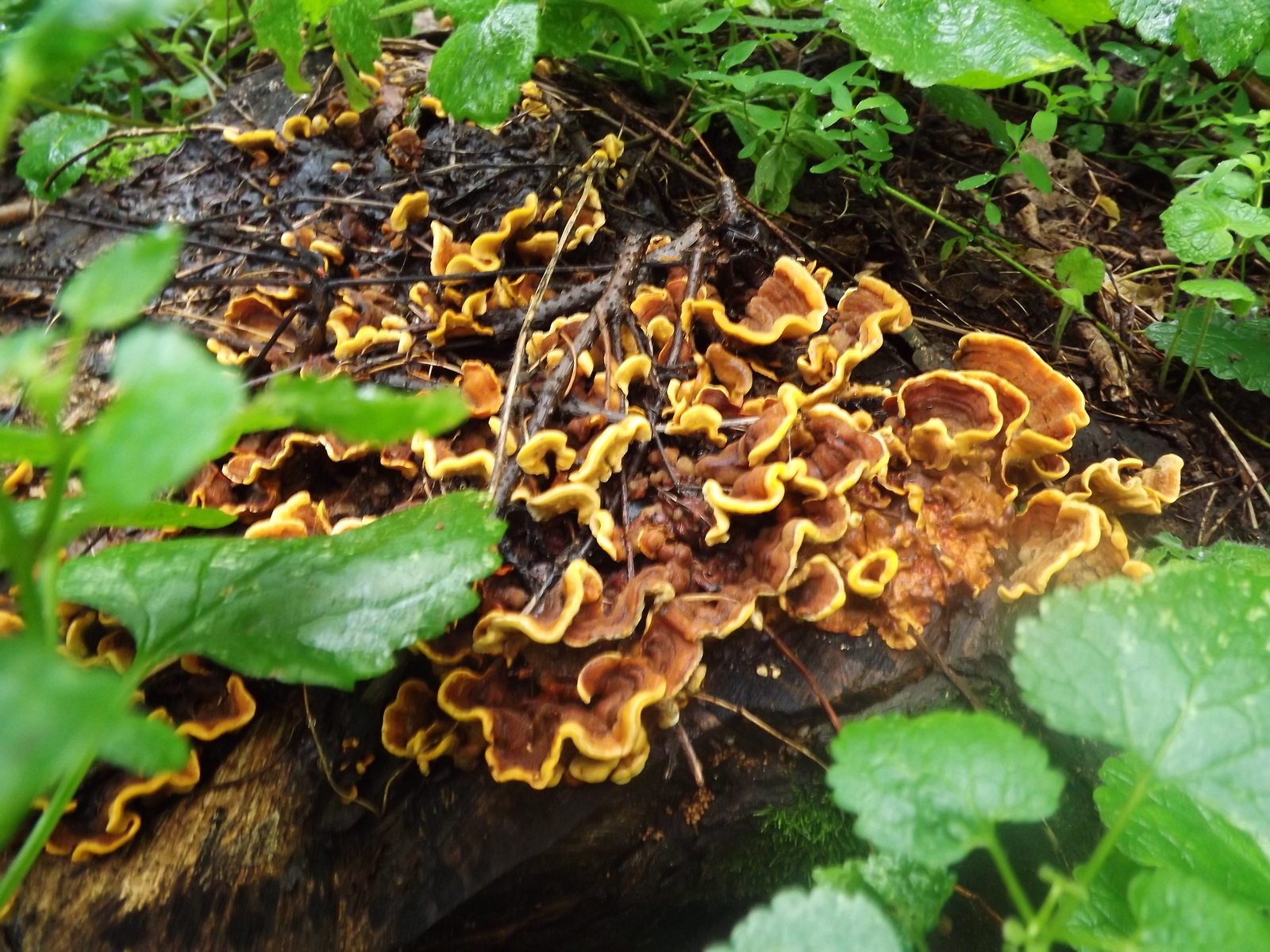 Entertaining mushrooms - My, Mushrooms, The photo, Forest, Porcini, Longpost