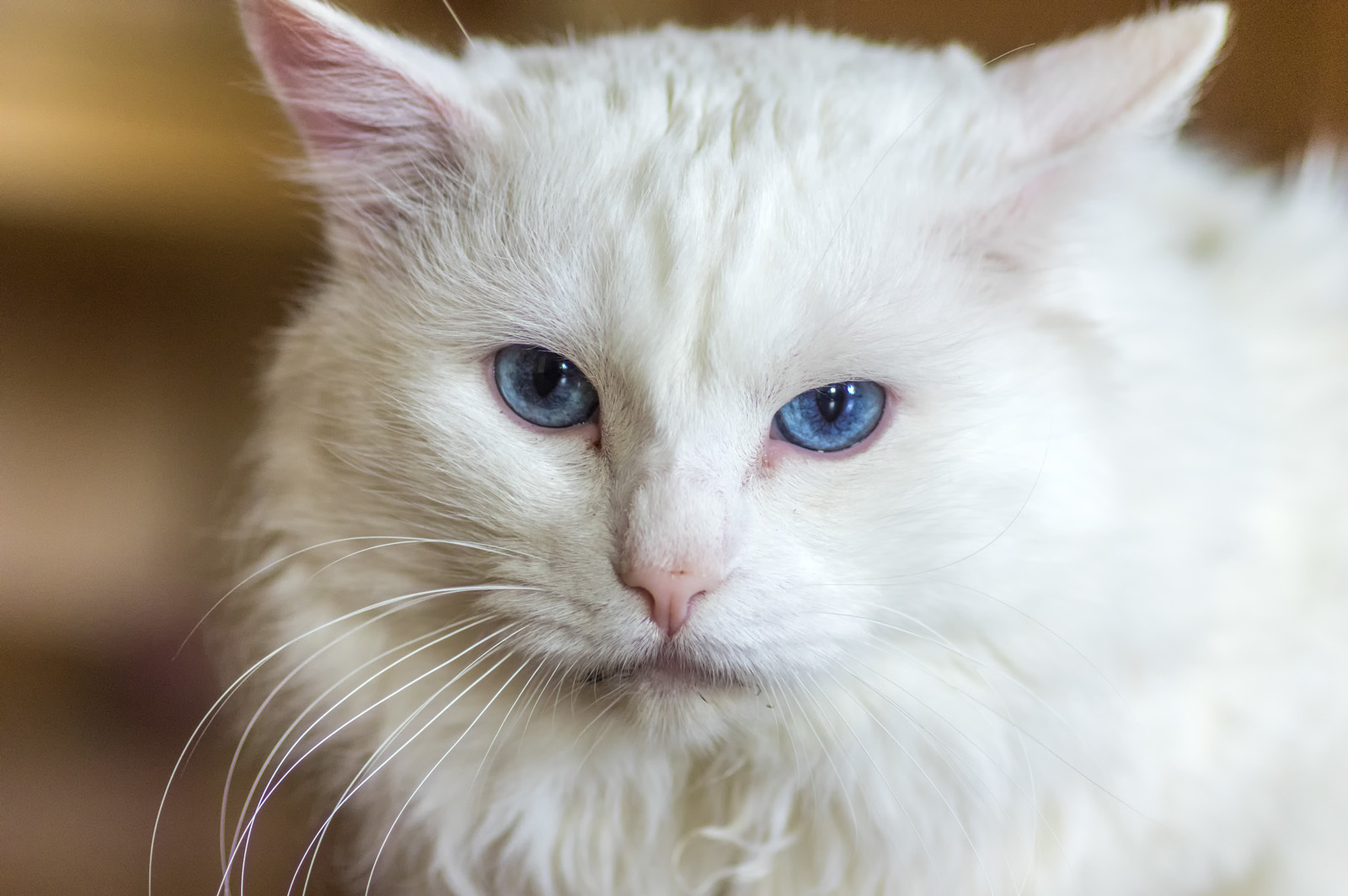 Sight - My, cat, The photo, Pentax, Tamron, 