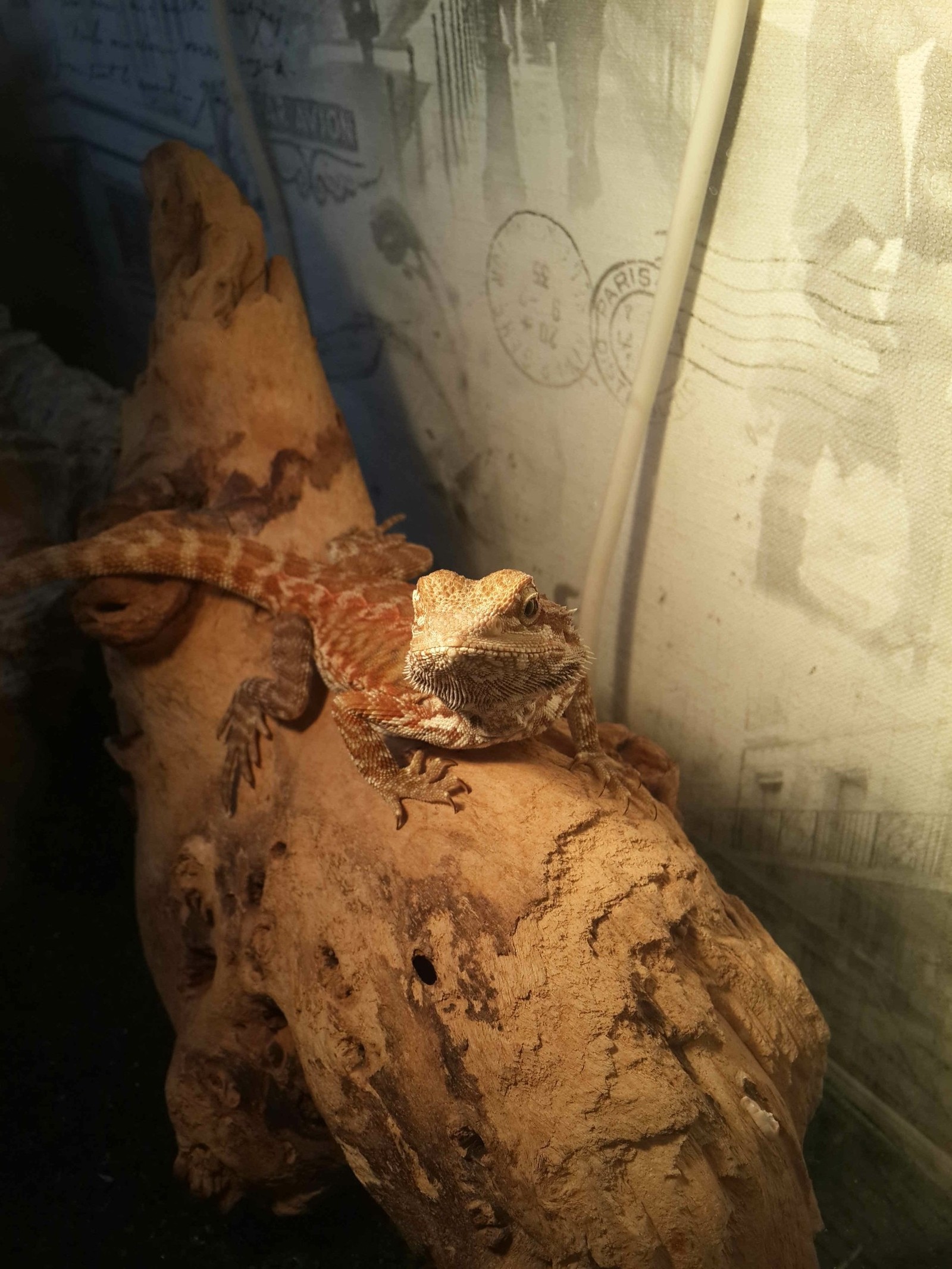 North - My, Bearded dragon, The photo, Longpost